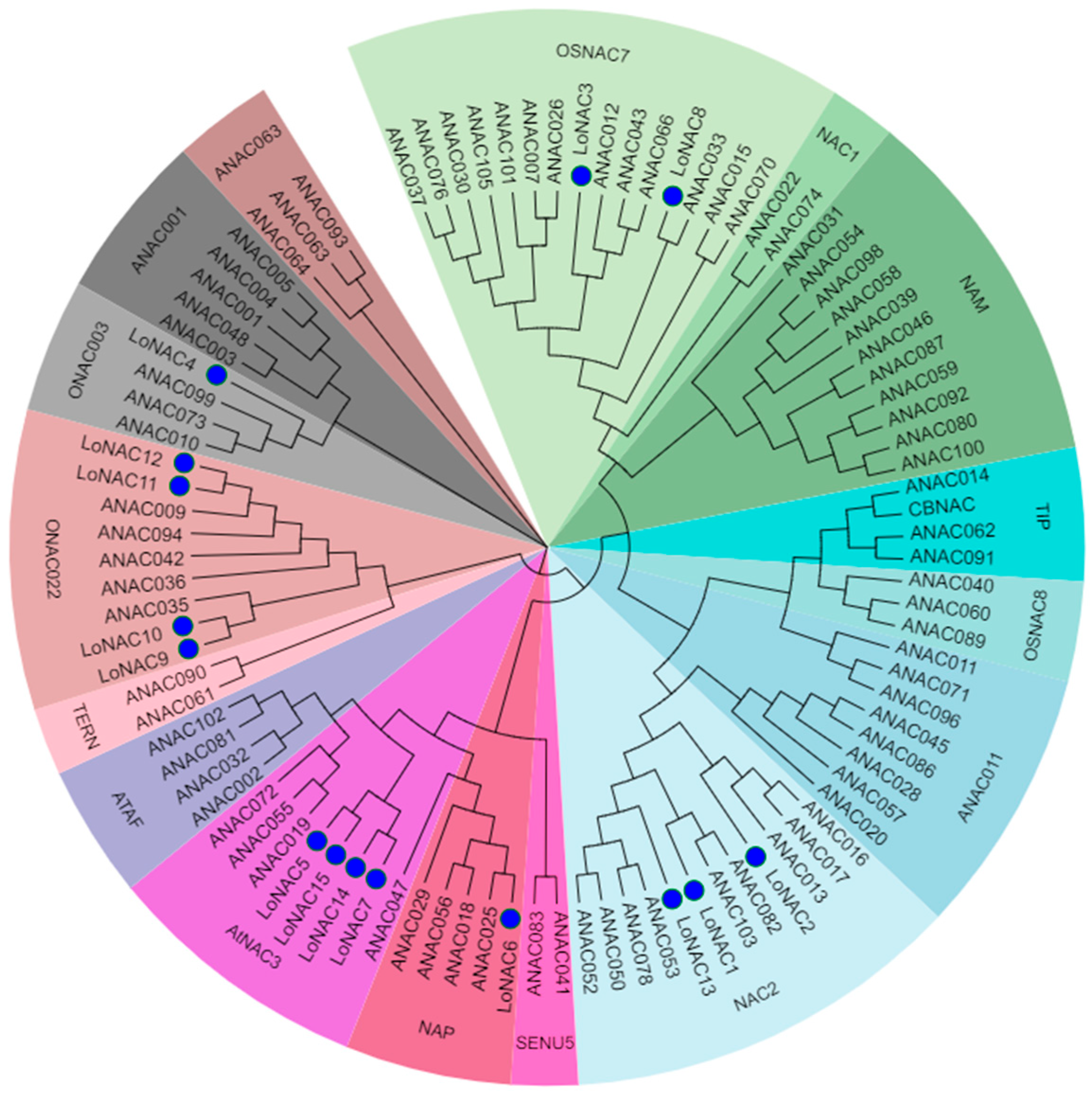 Plants 14 01527 g001