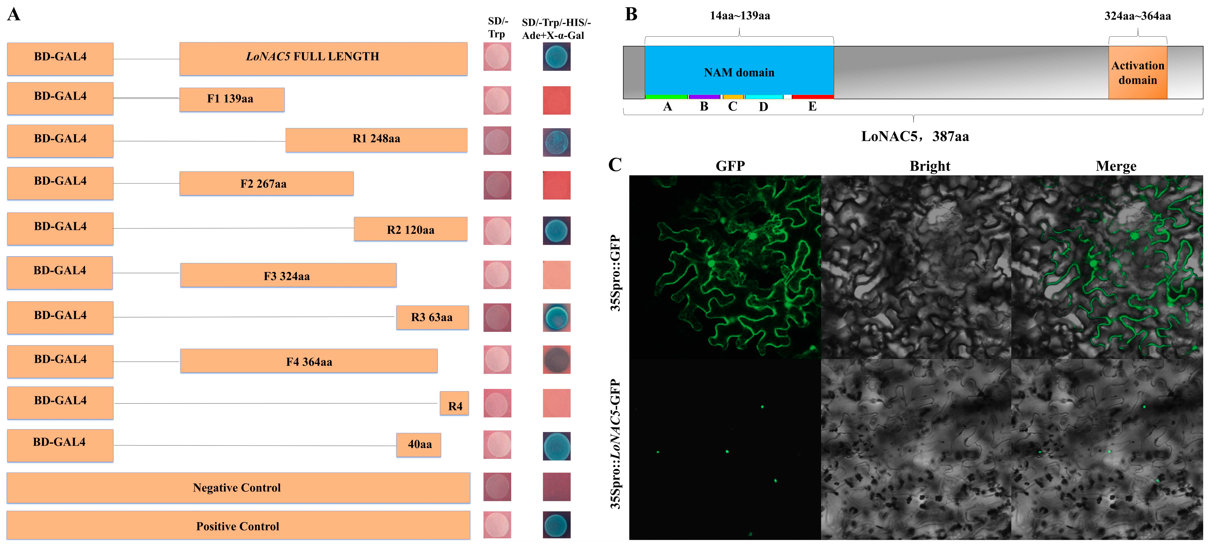 Plants 14 01527 g003