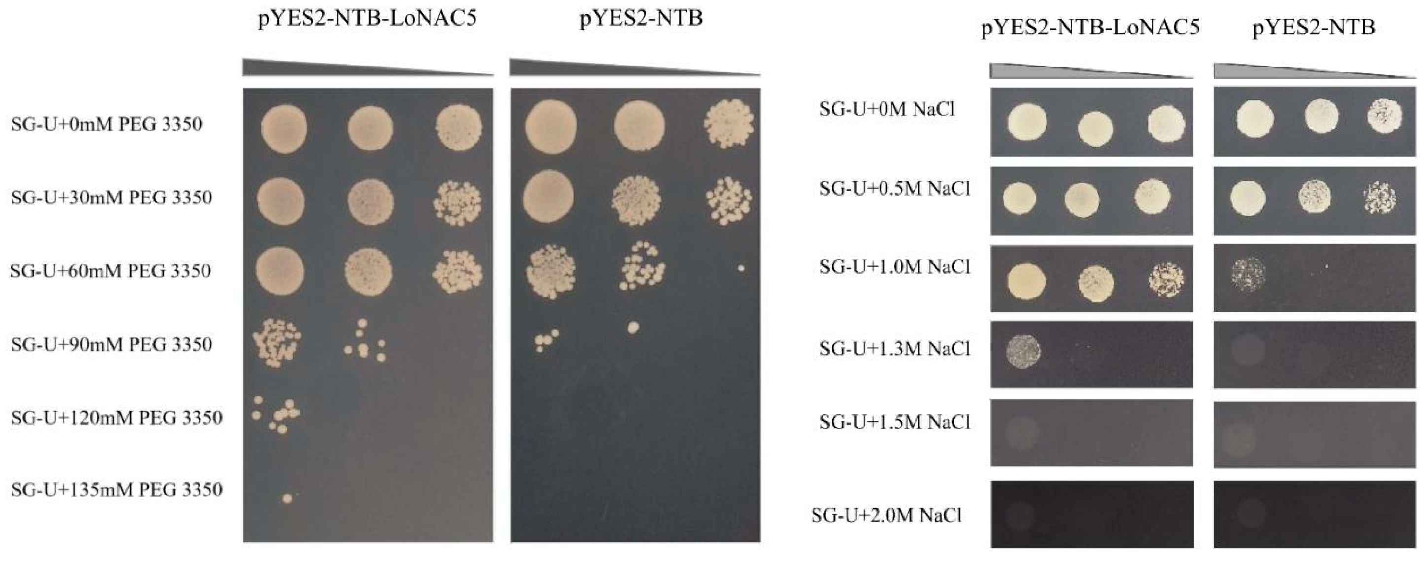 Plants 14 01527 g005