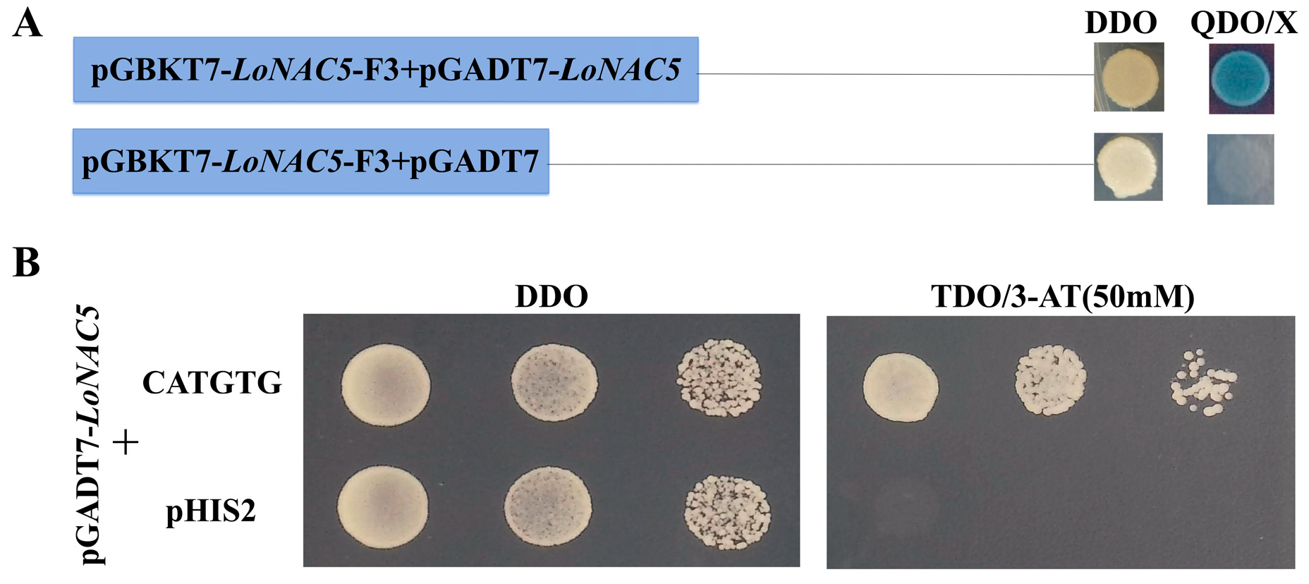 Plants 14 01527 g006