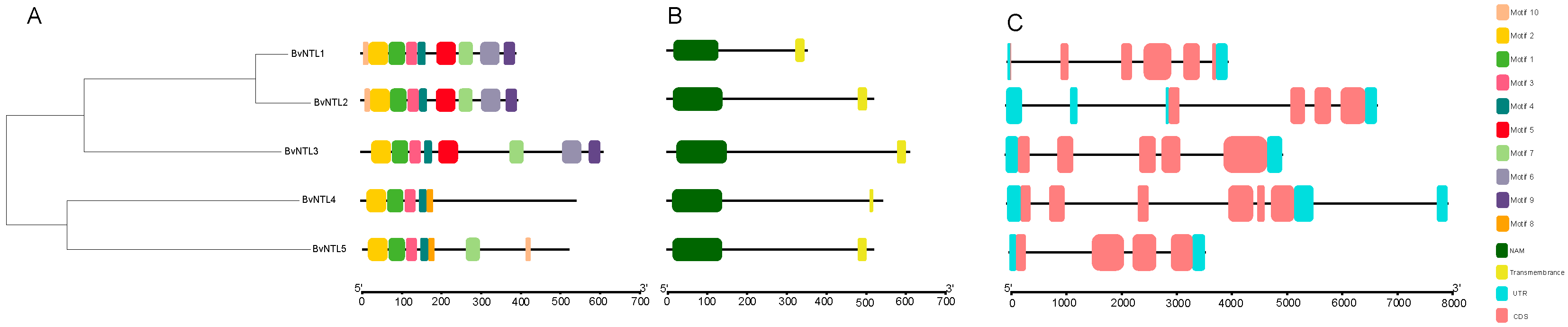 Plants 14 01528 g002
