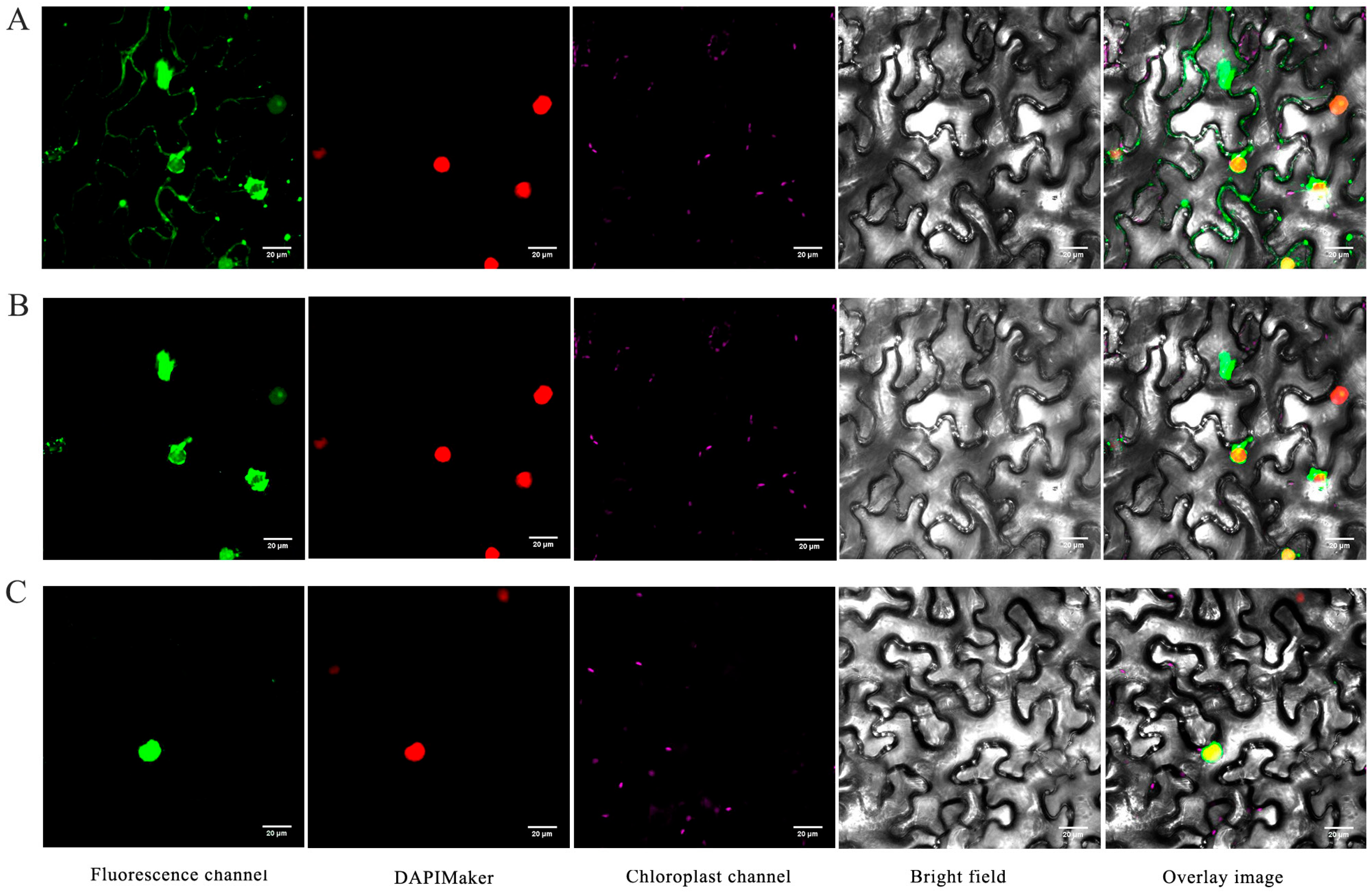 Plants 14 01528 g007
