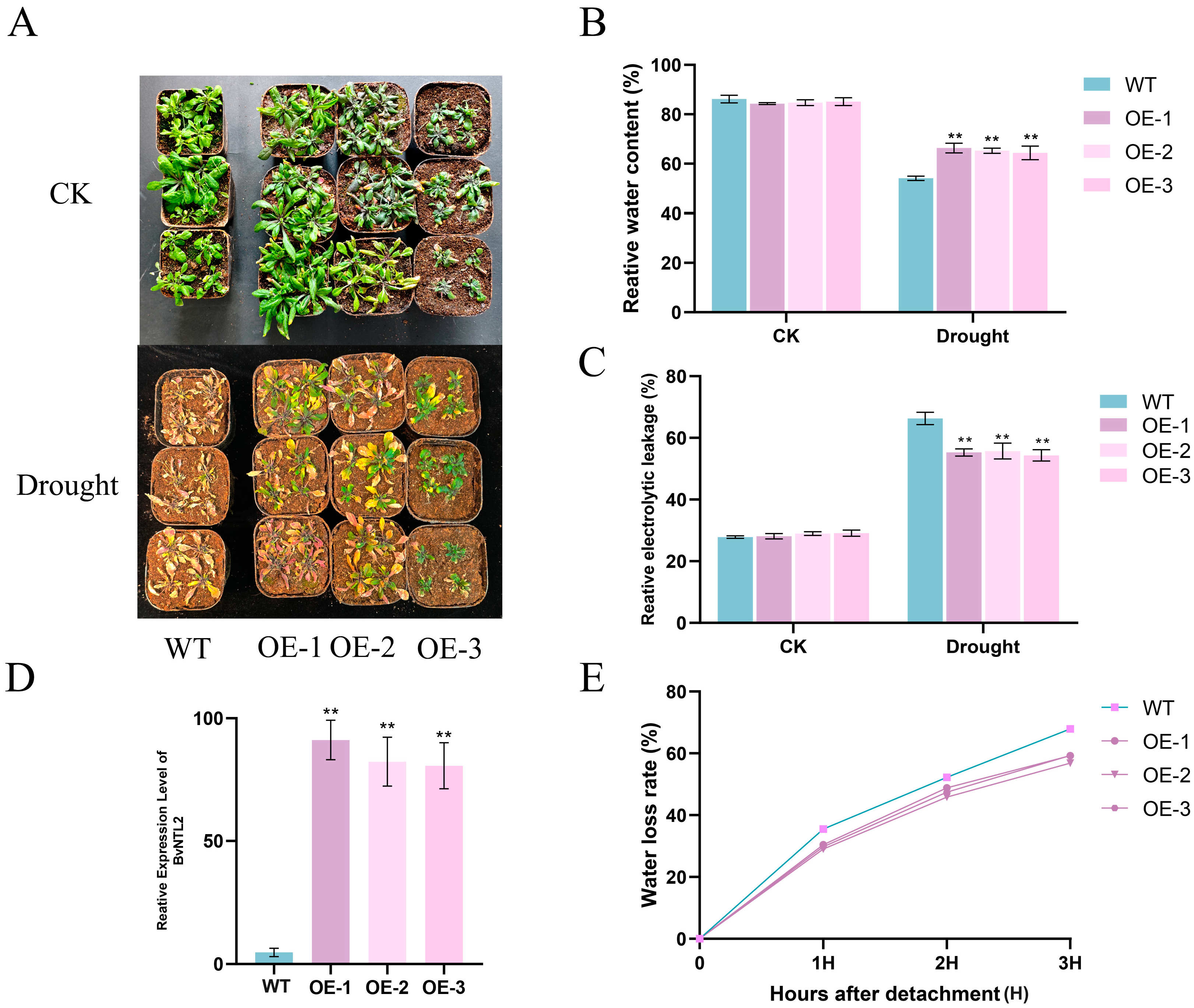 Plants 14 01528 g008