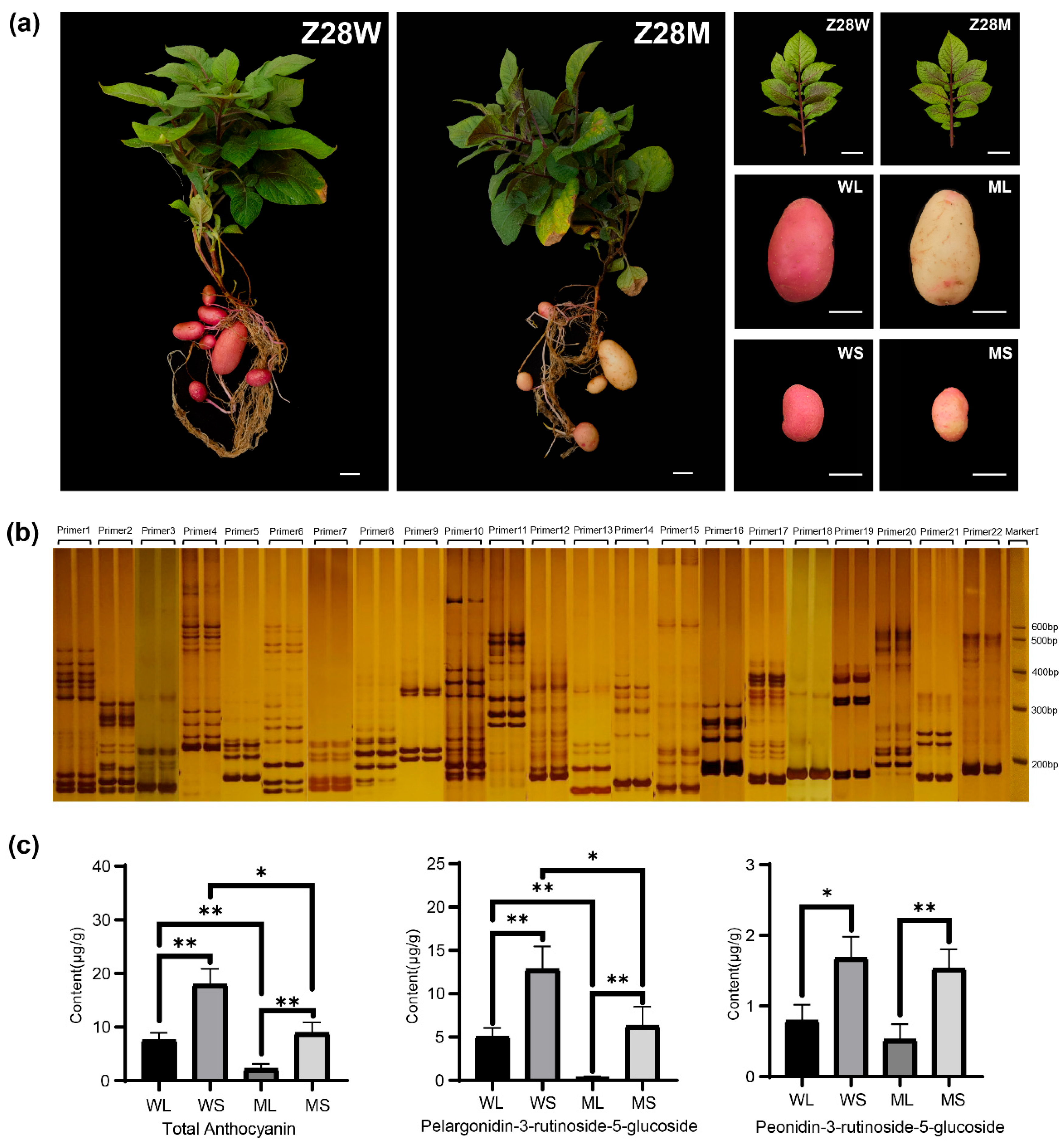 Plants 14 01544 g001 Plants 14 01544 g001
