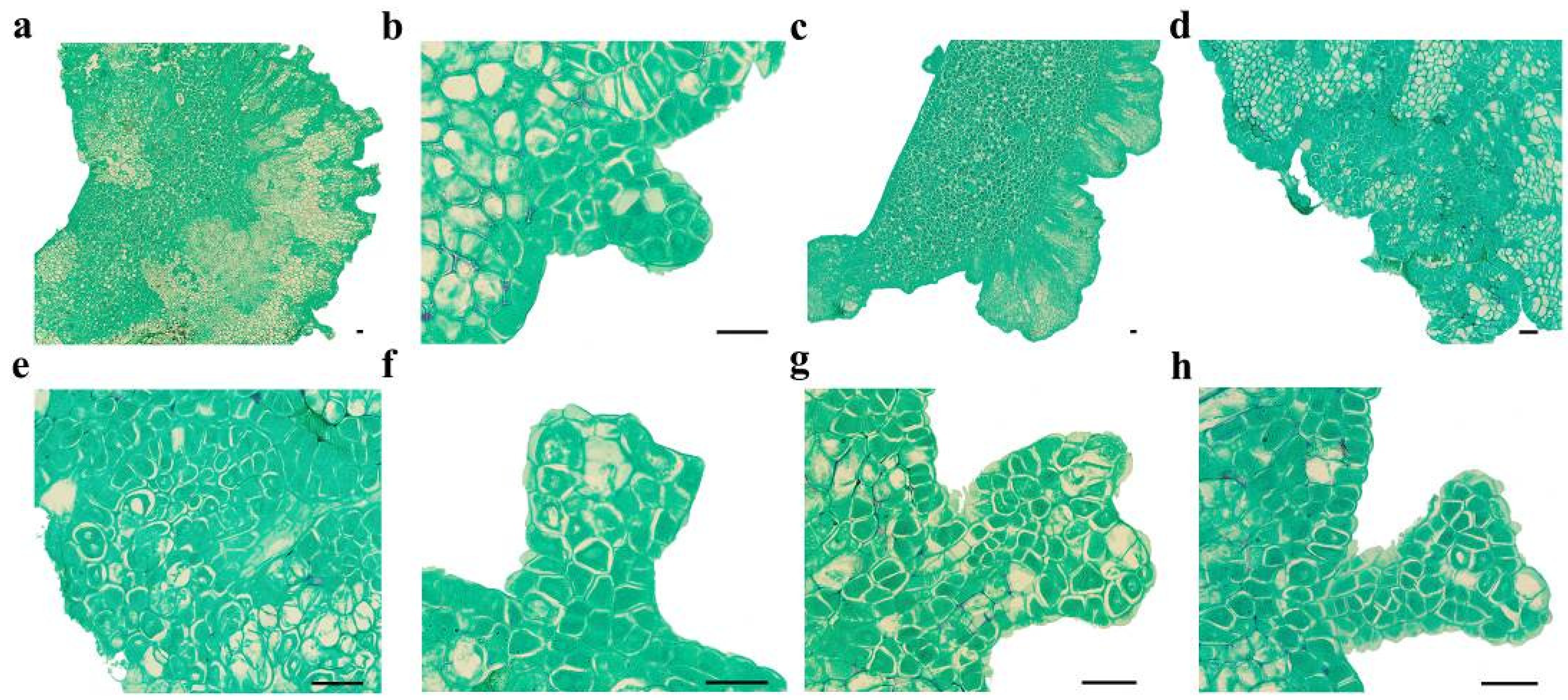 Plants 14 01545 g001
