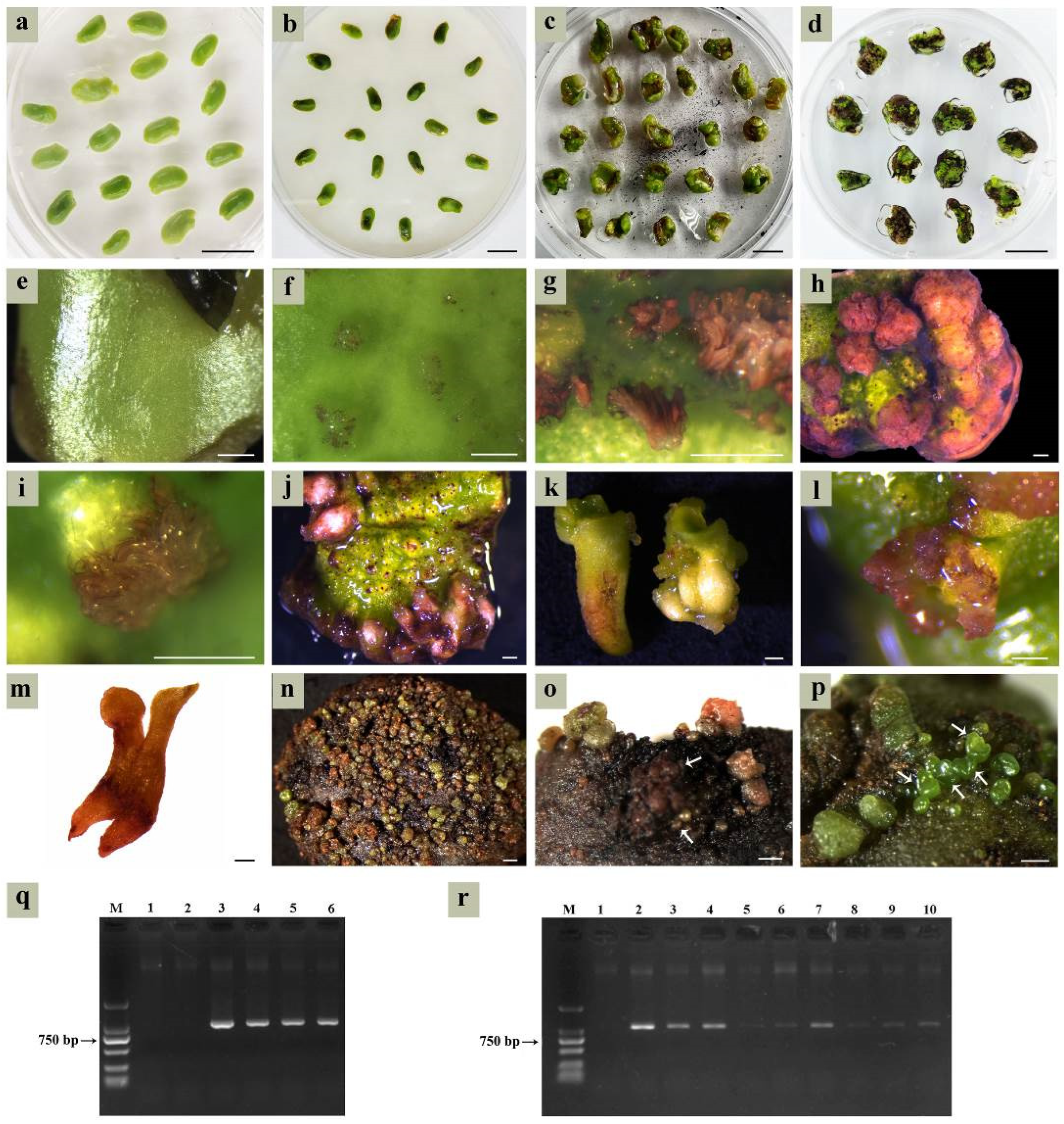 Plants 14 01545 g004