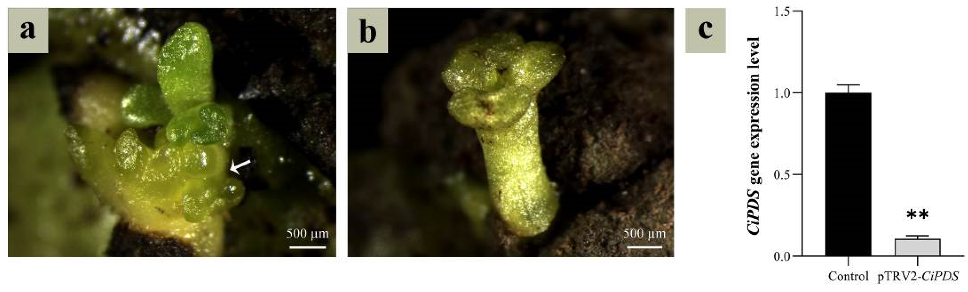 Plants 14 01545 g005