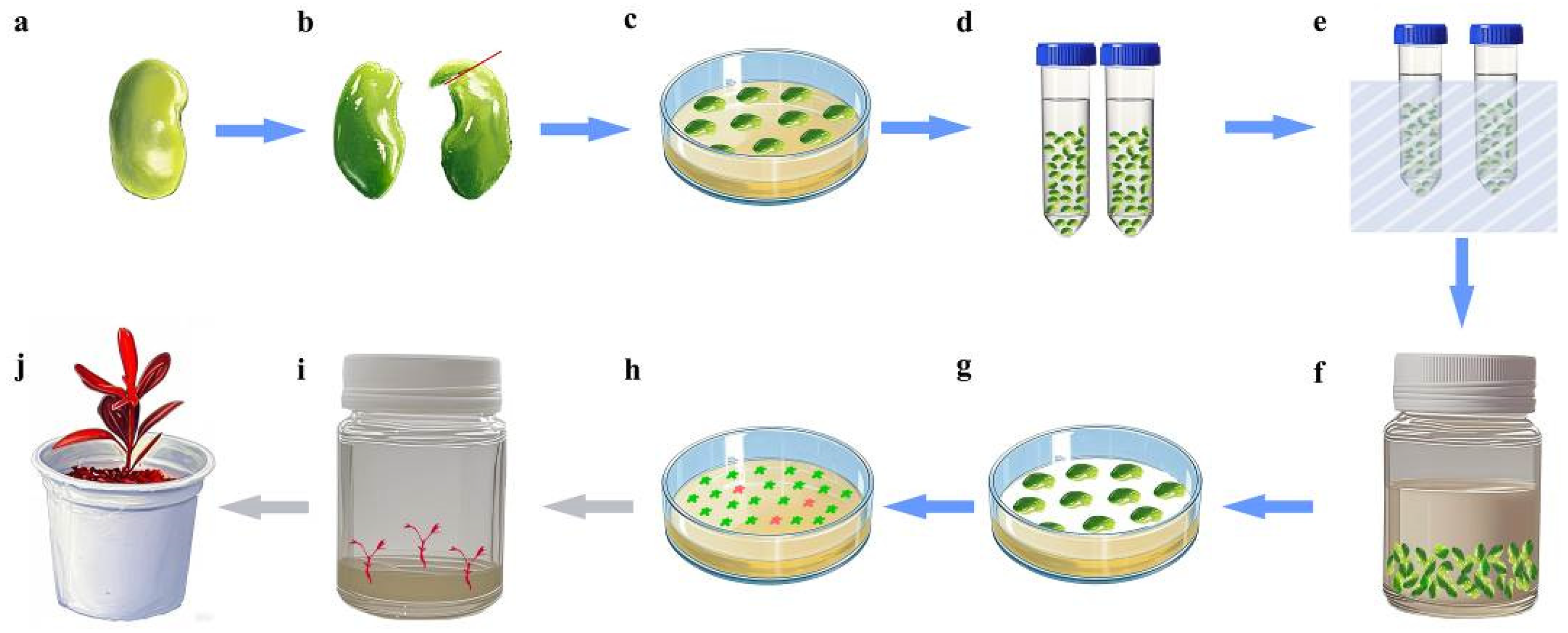Plants 14 01545 g006