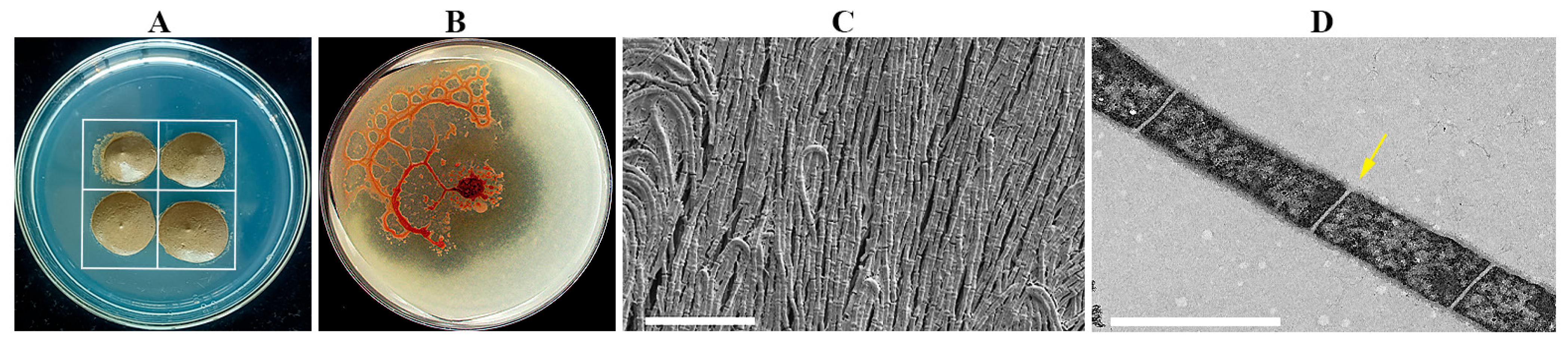 Plants 14 01564 g001