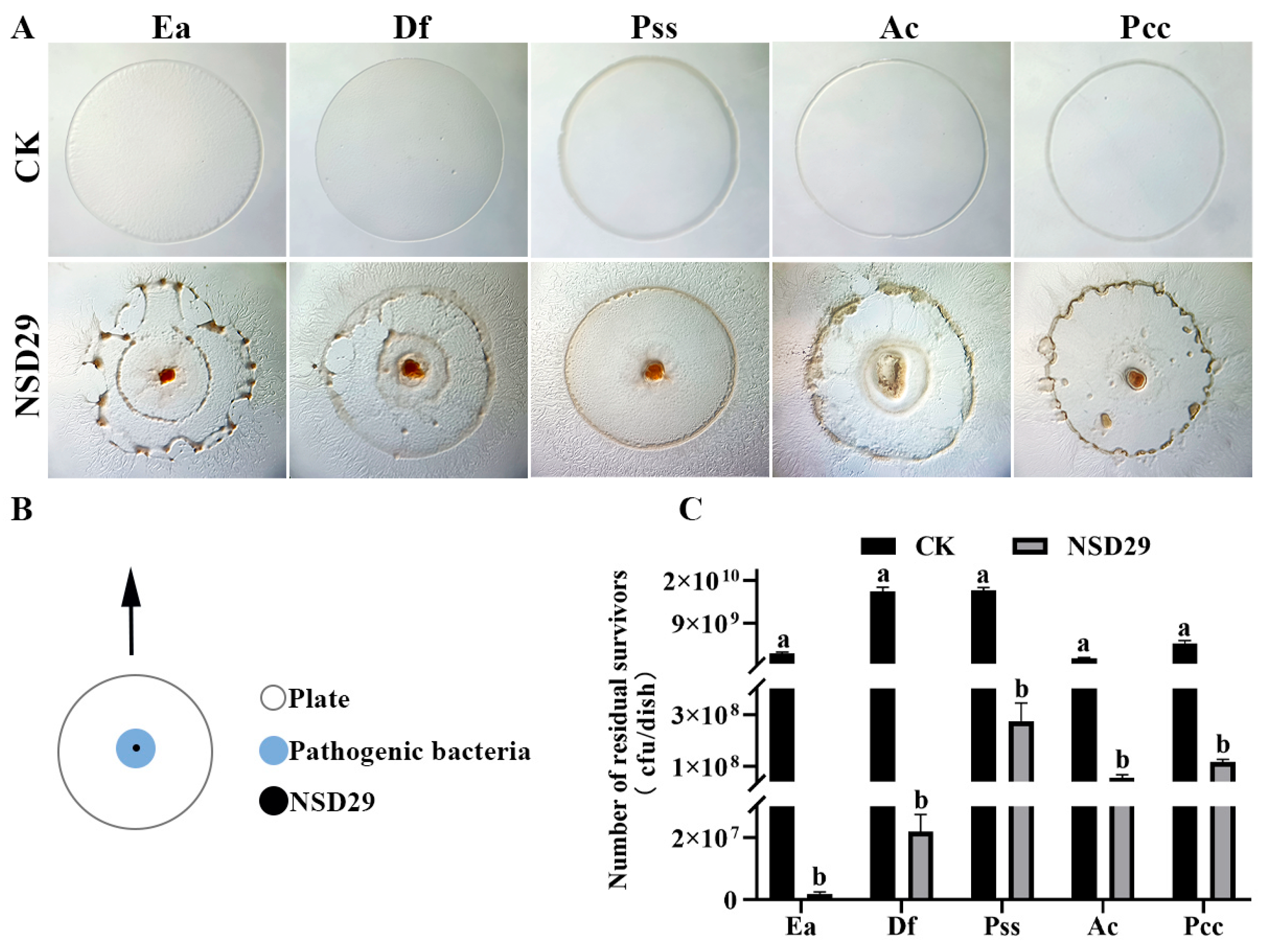 Plants 14 01564 g004