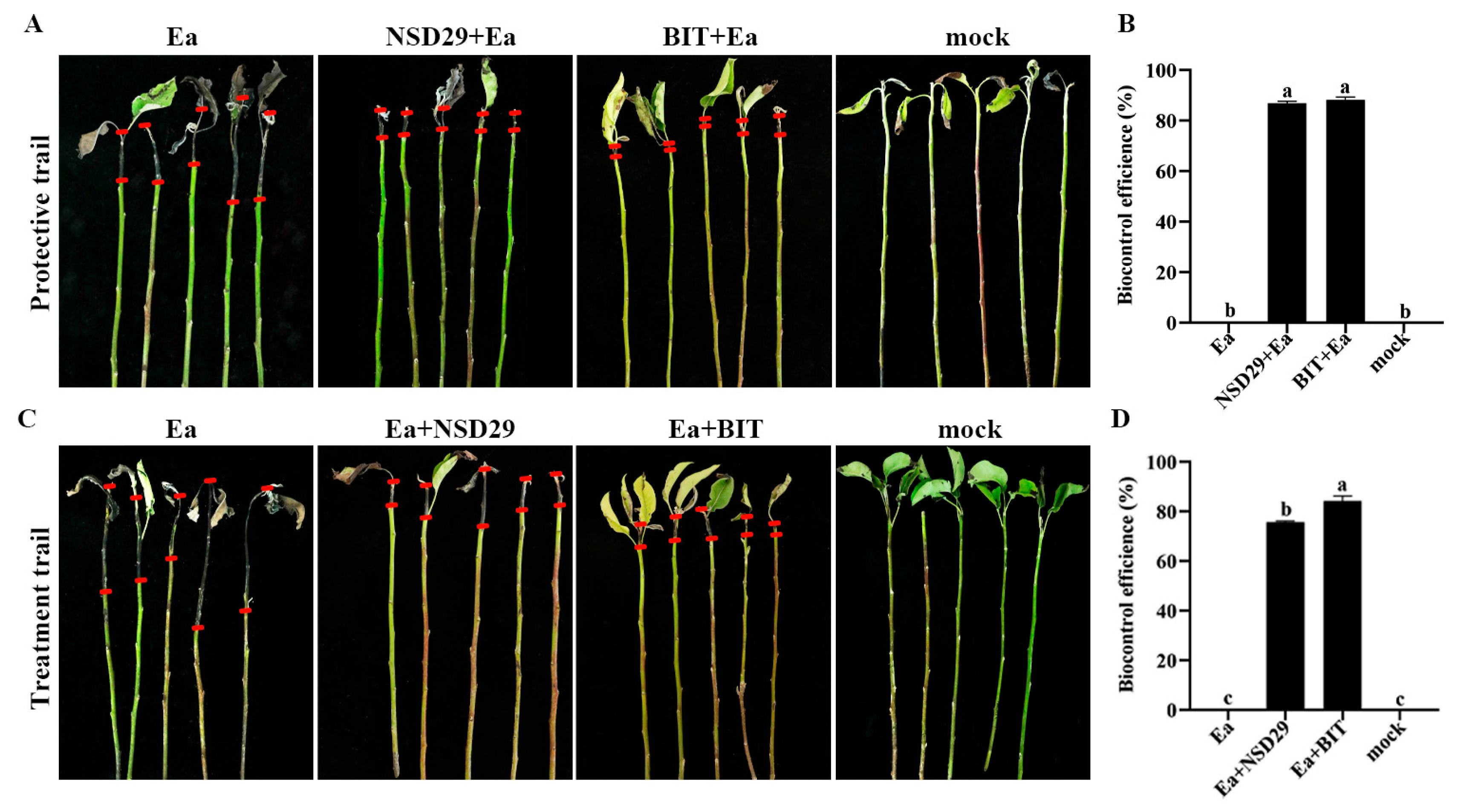 Plants 14 01564 g006