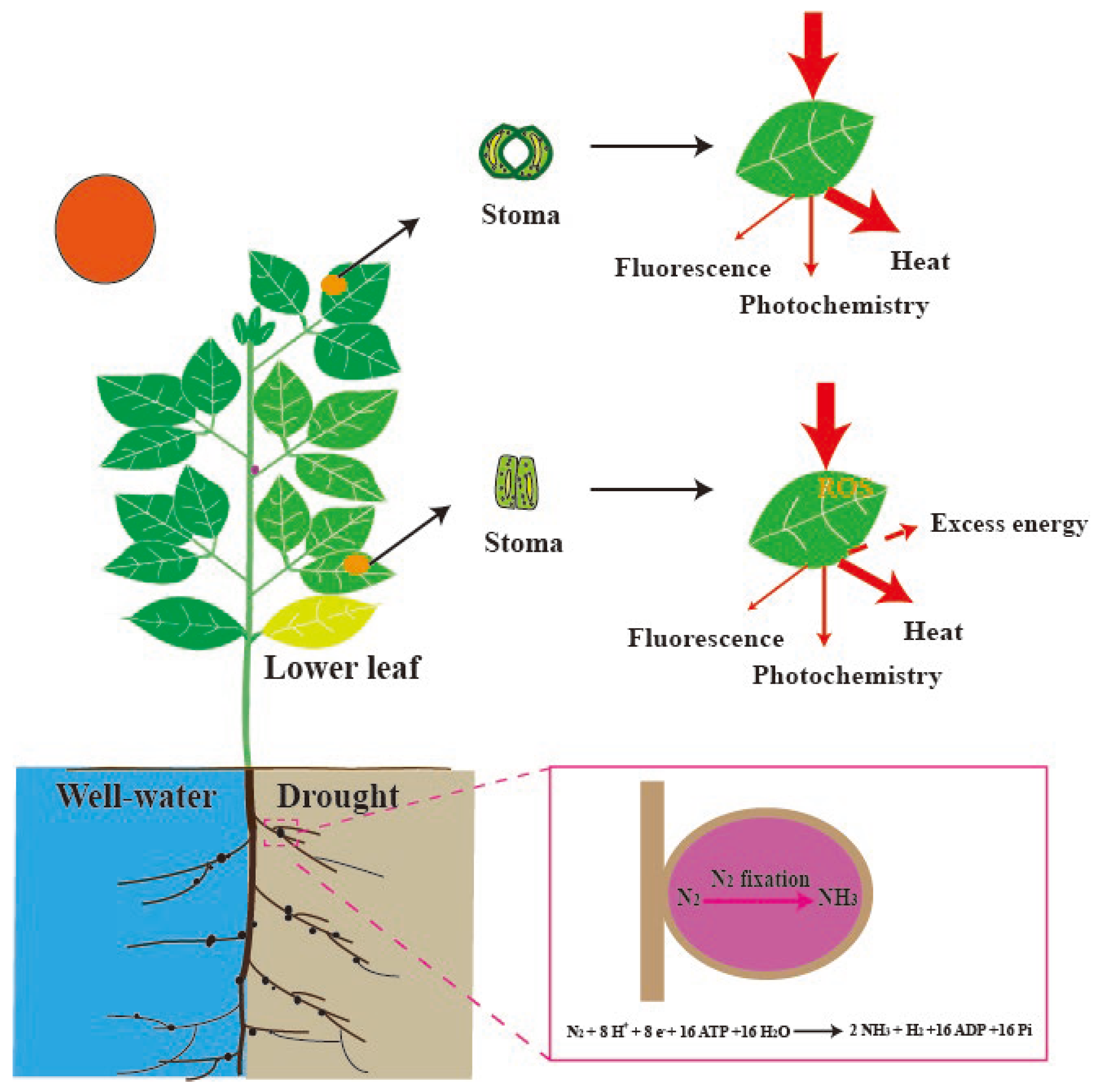 Plants 14 01571 g001