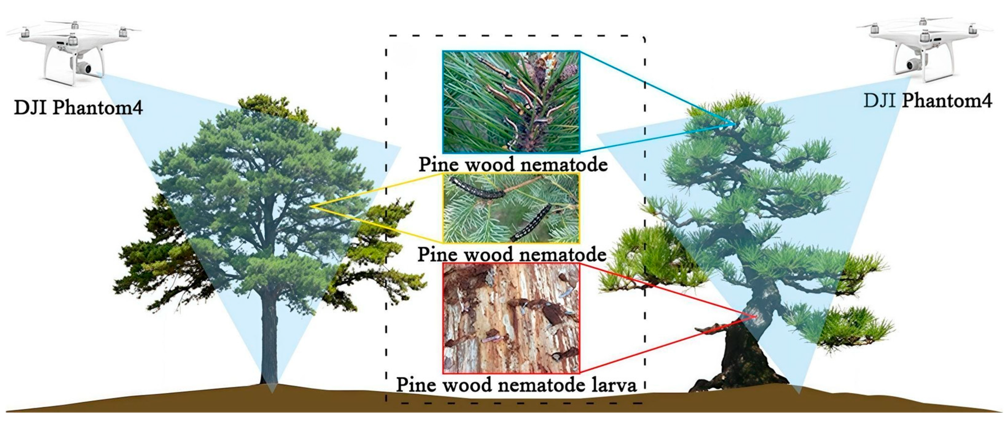 Plants 14 01626 g003