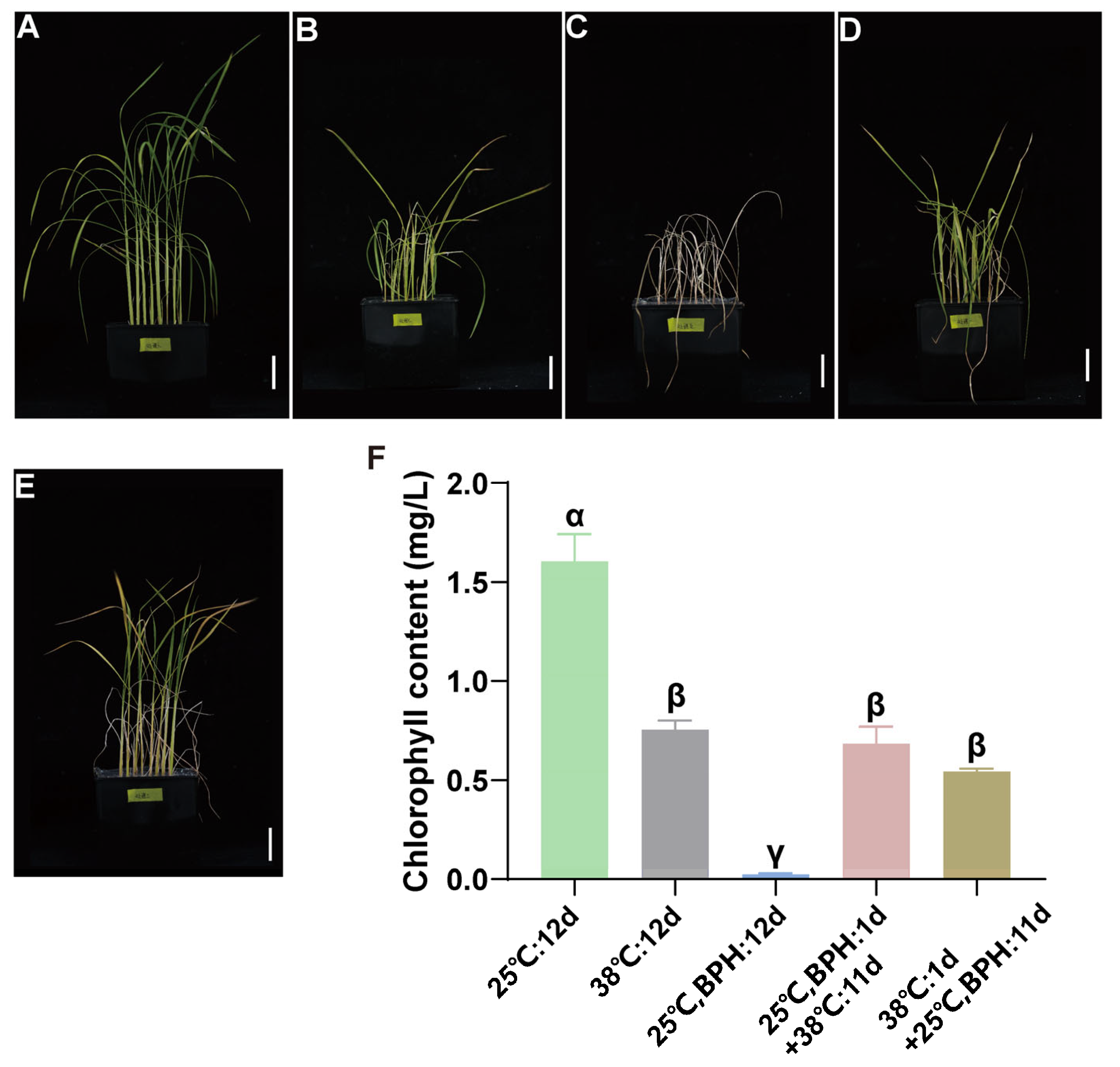 Plants 14 01644 g001