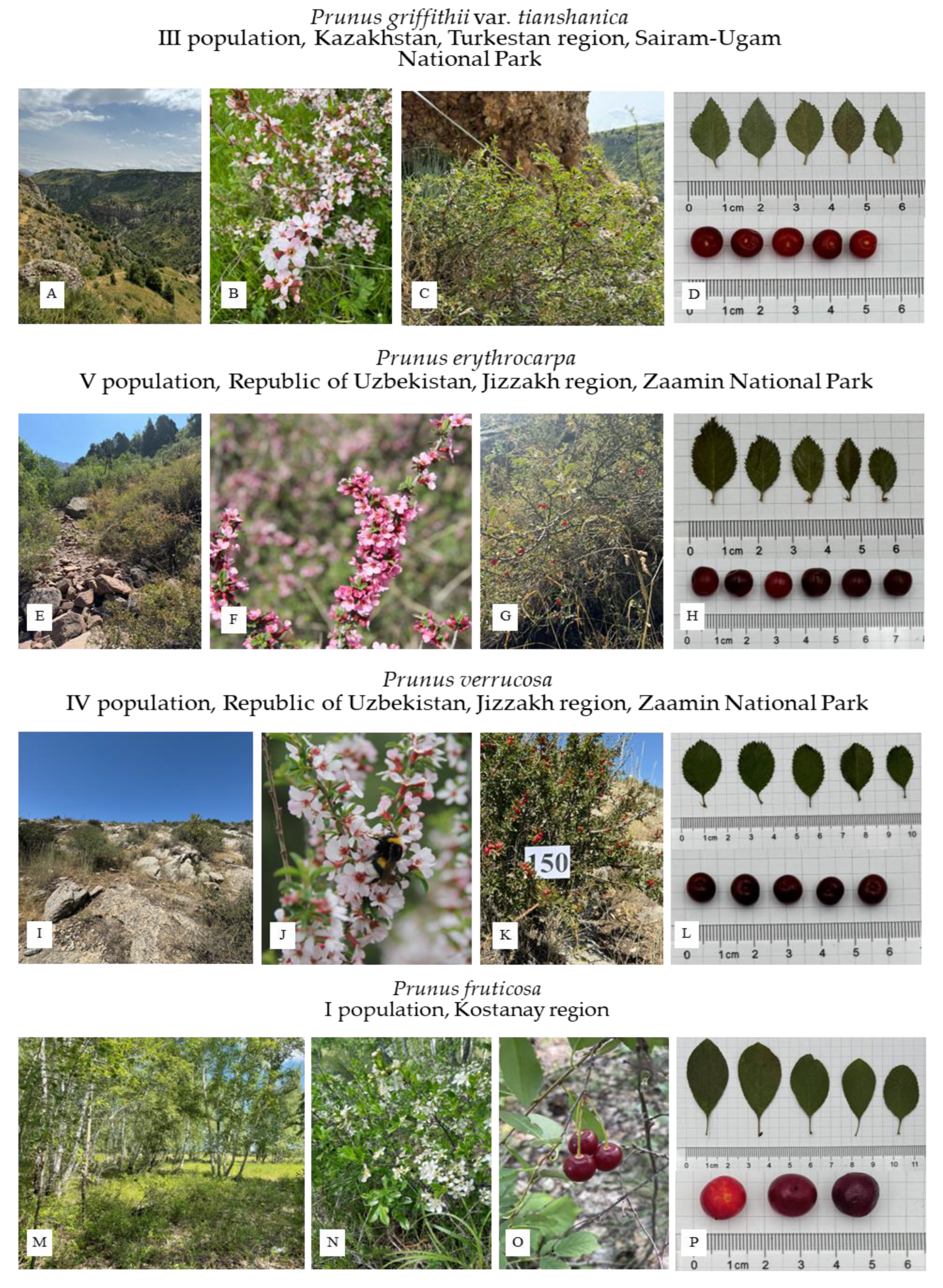 Plants 14 01676 g001