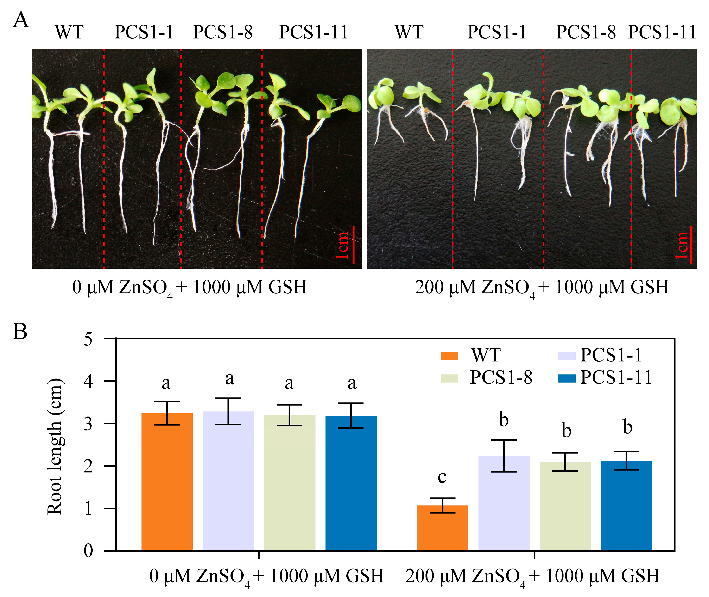 Plants 14 01688 g003