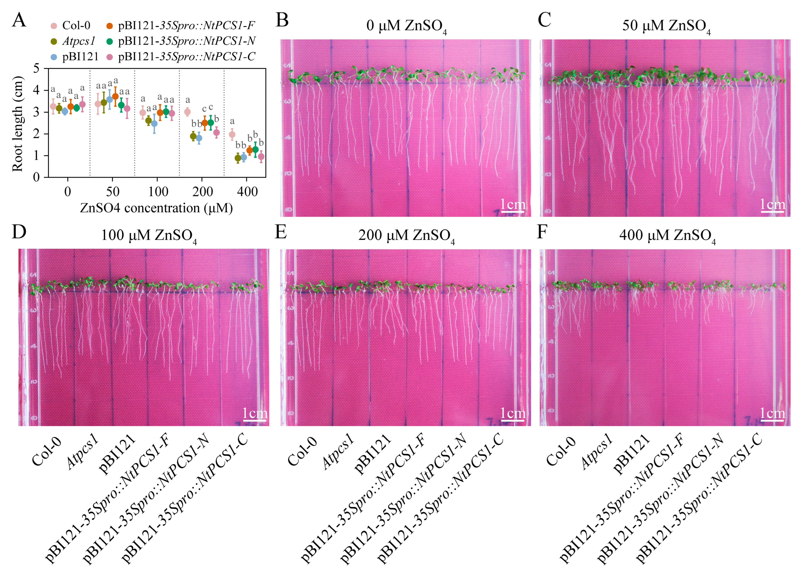 Plants 14 01688 g004