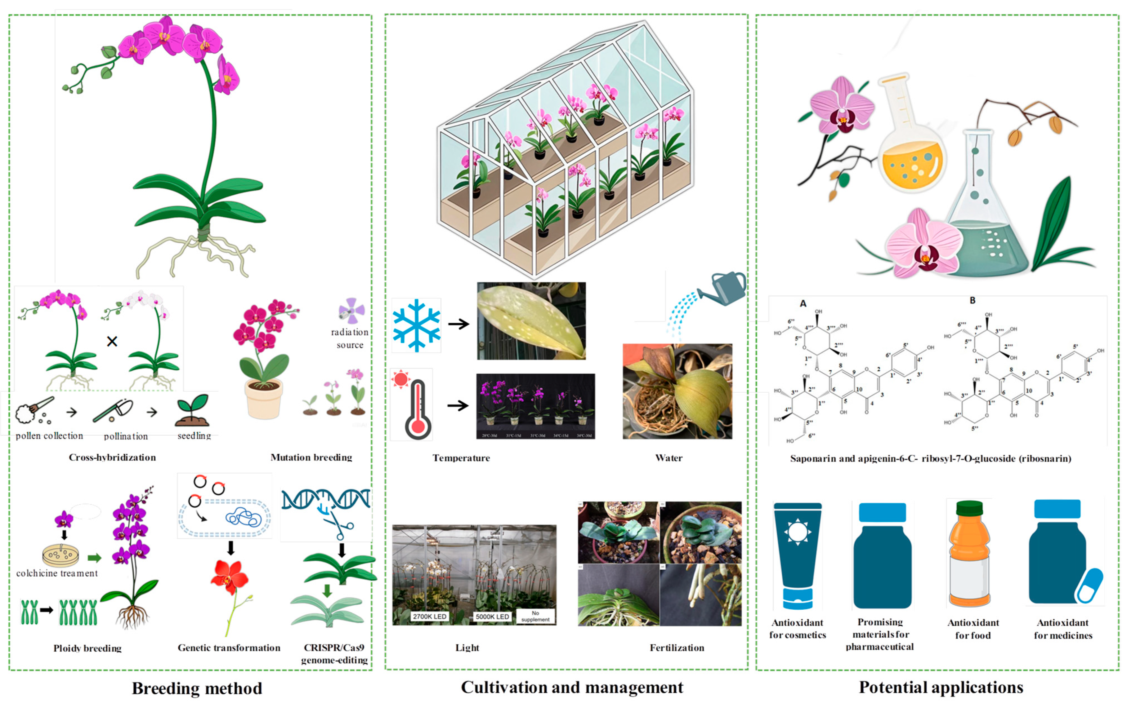 Plants 14 01689 g003