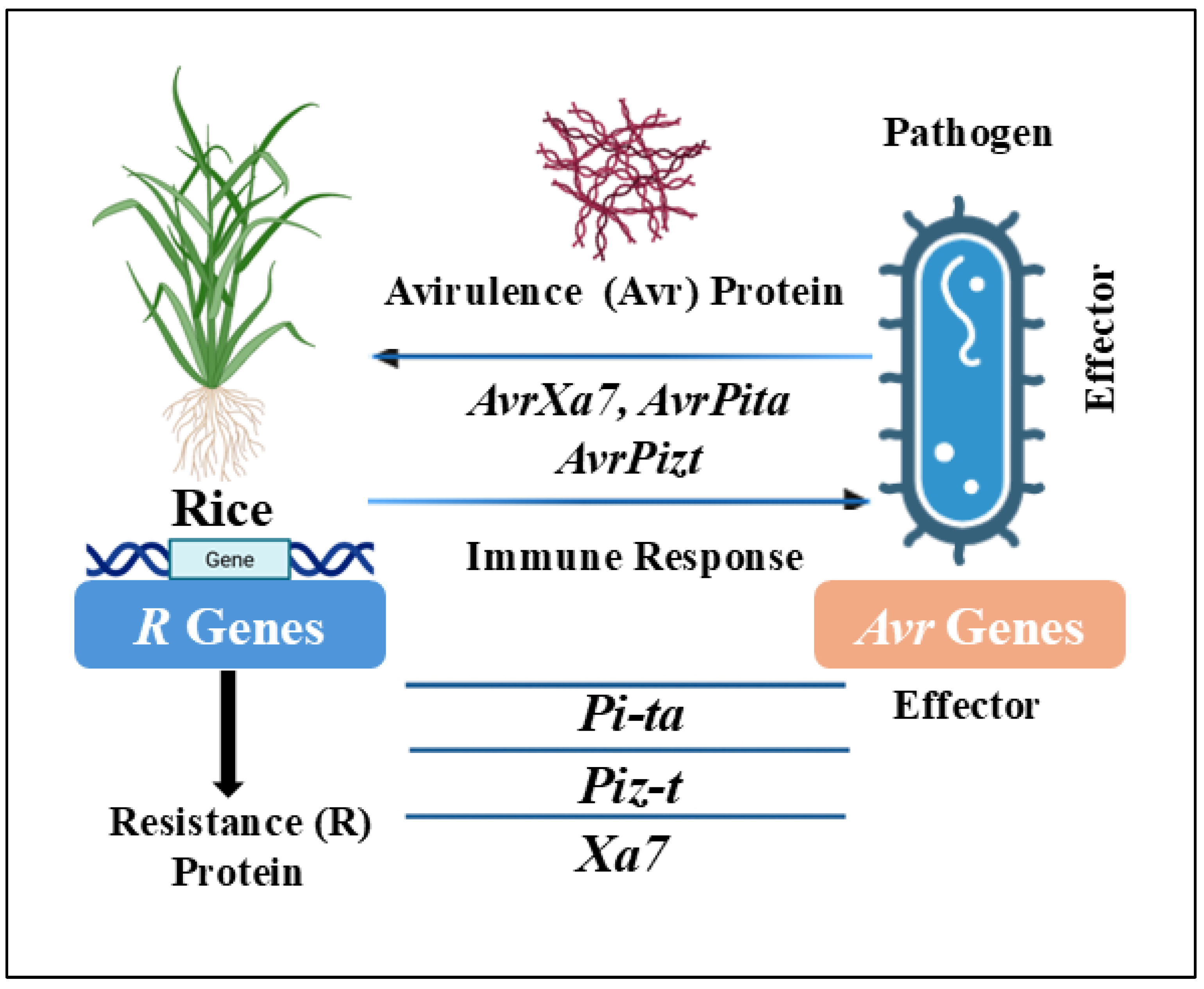 Plants 14 01694 g003 Plants 14 01694 g003
