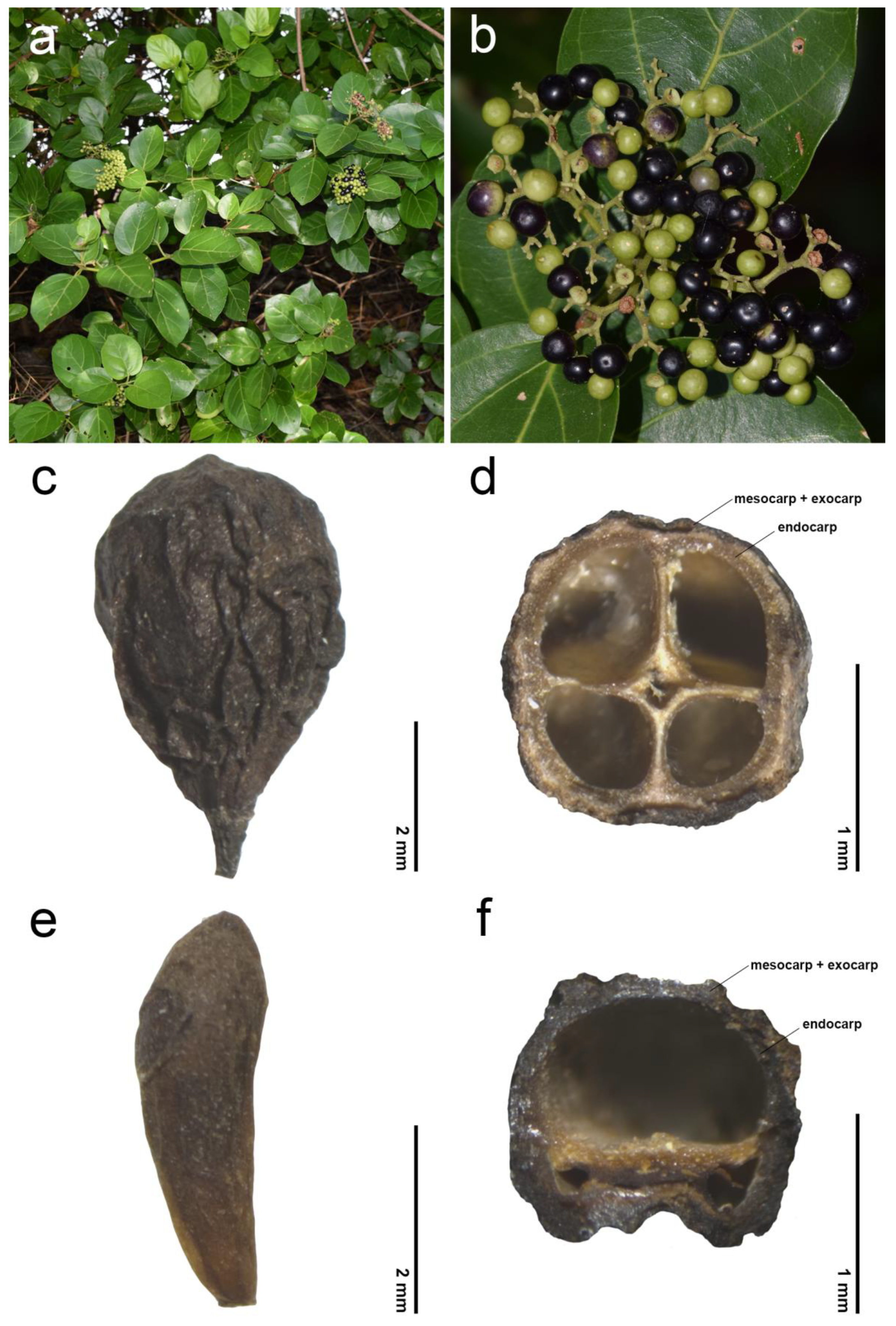 Plants 14 01706 g002