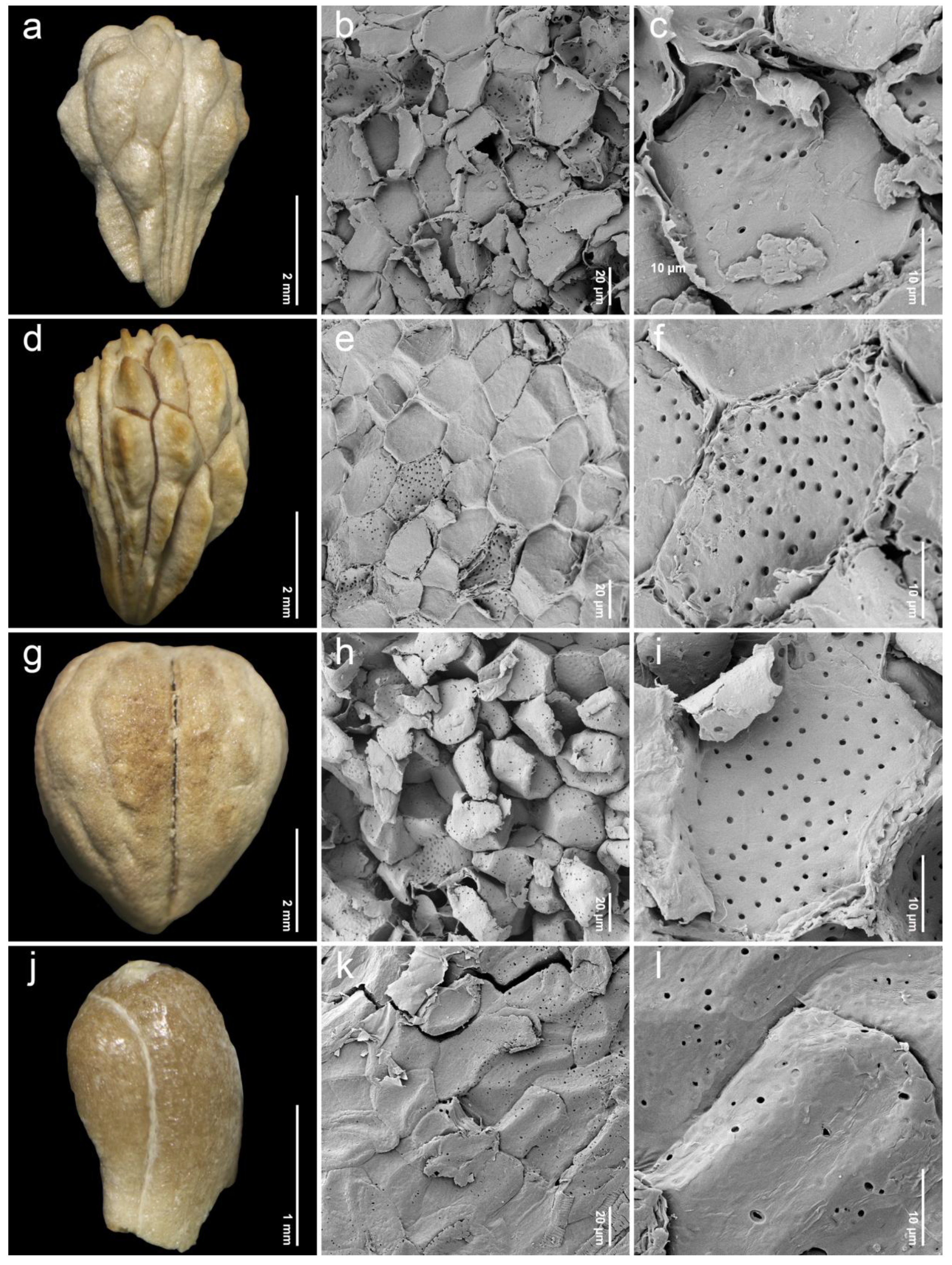 Plants 14 01706 g003