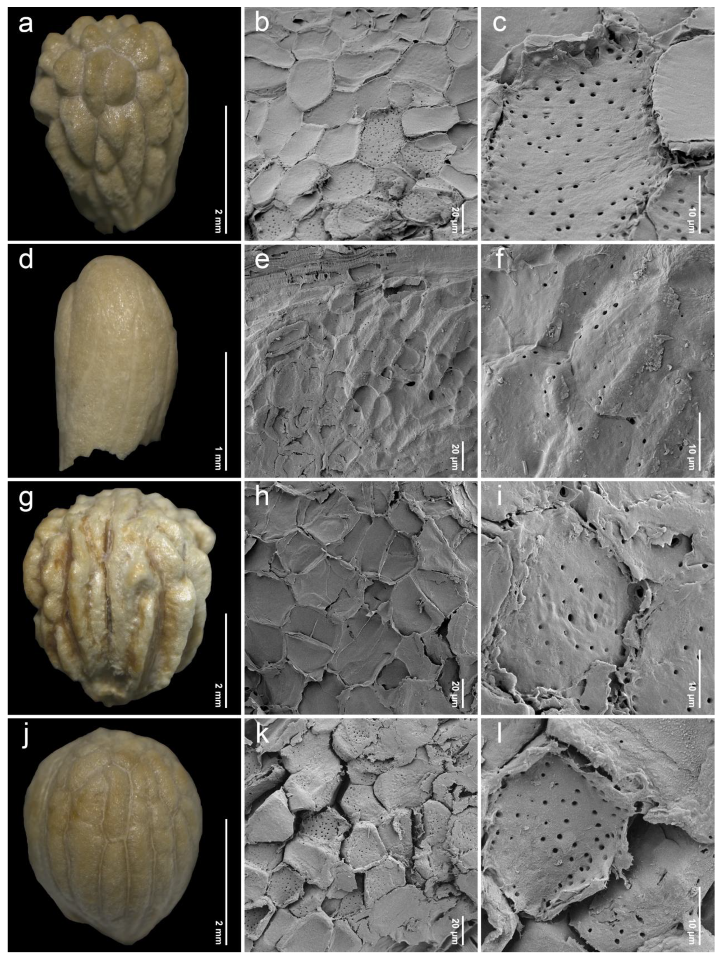 Plants 14 01706 g004