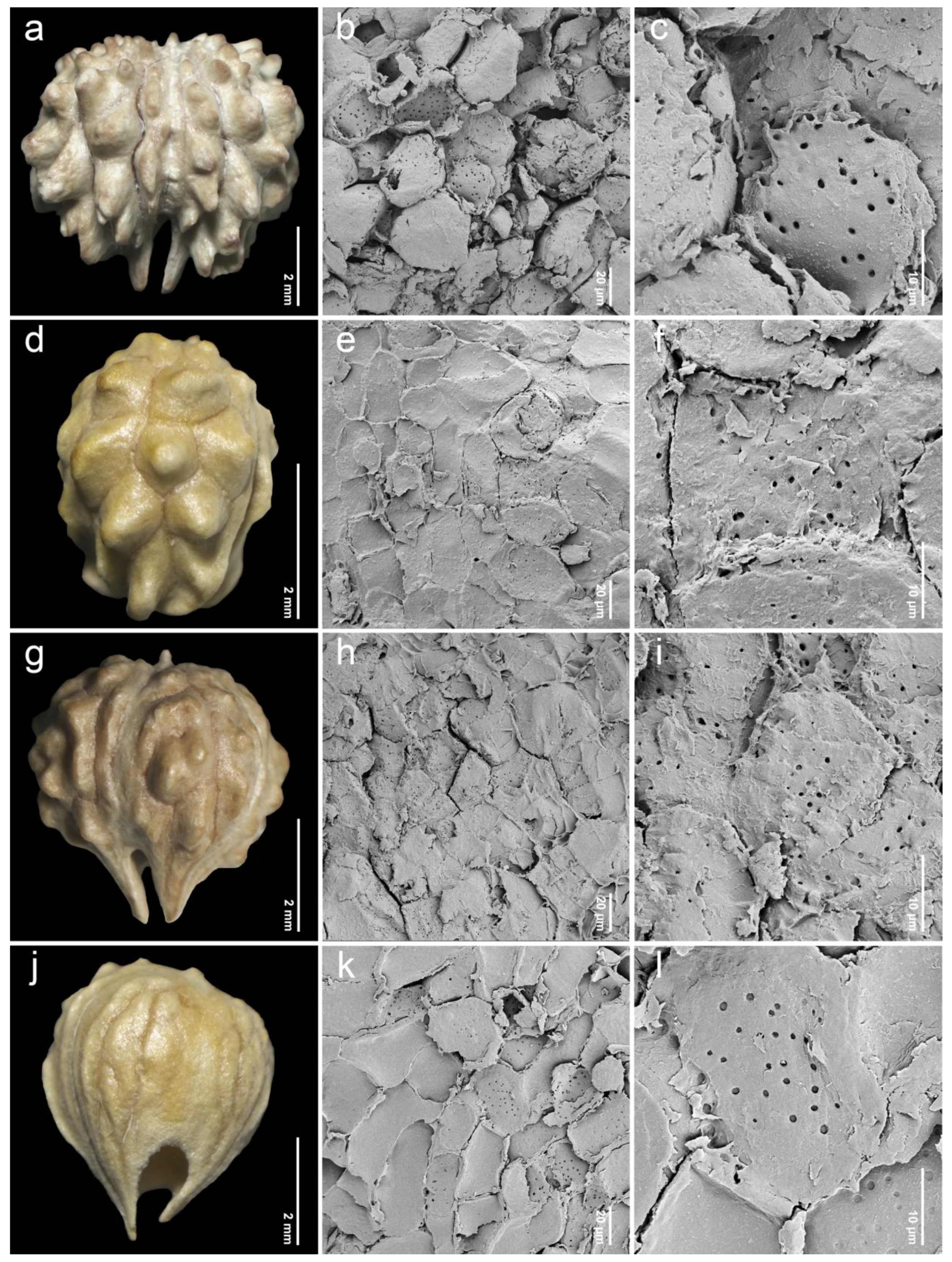 Plants 14 01706 g005