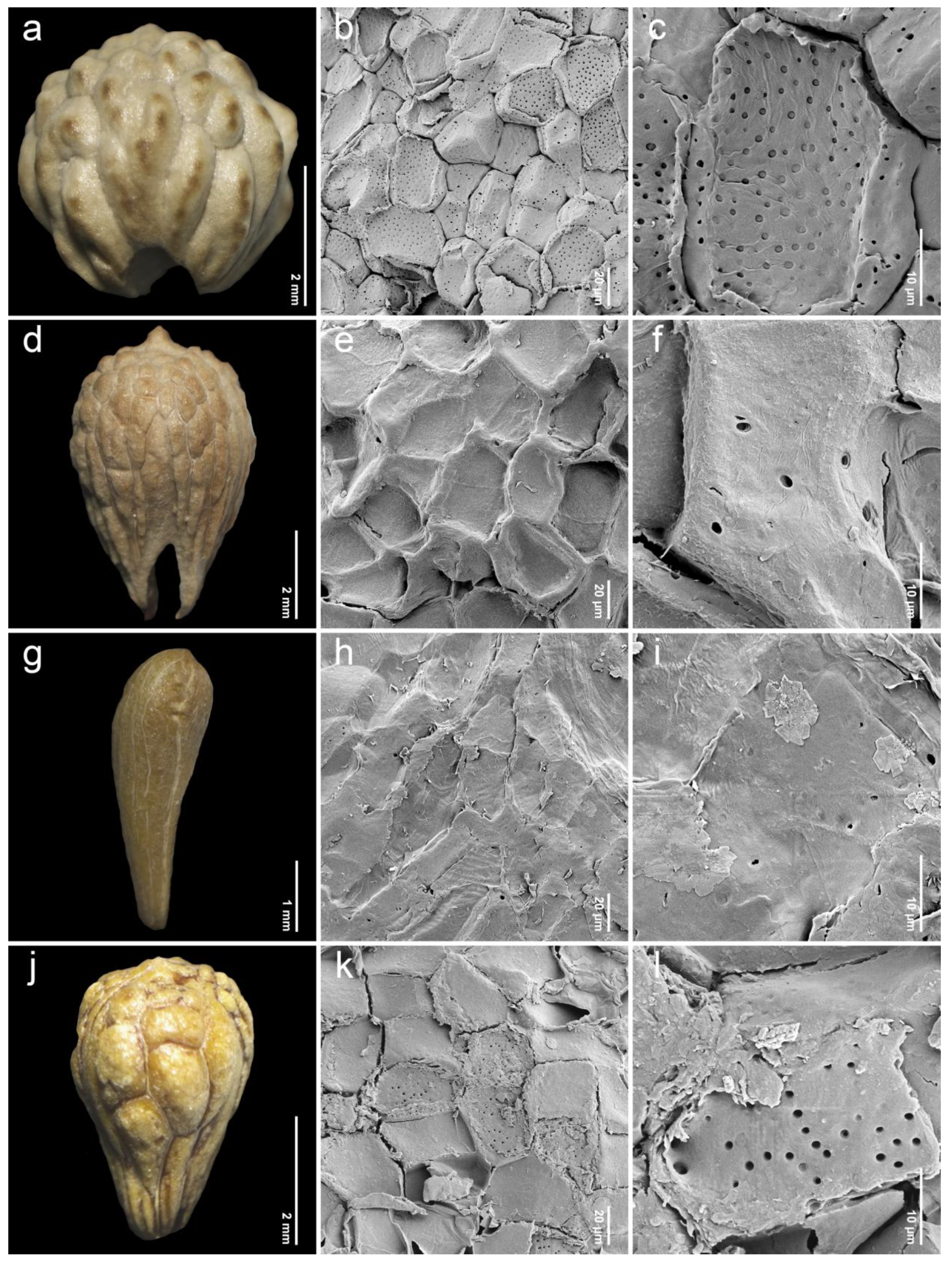 Plants 14 01706 g006