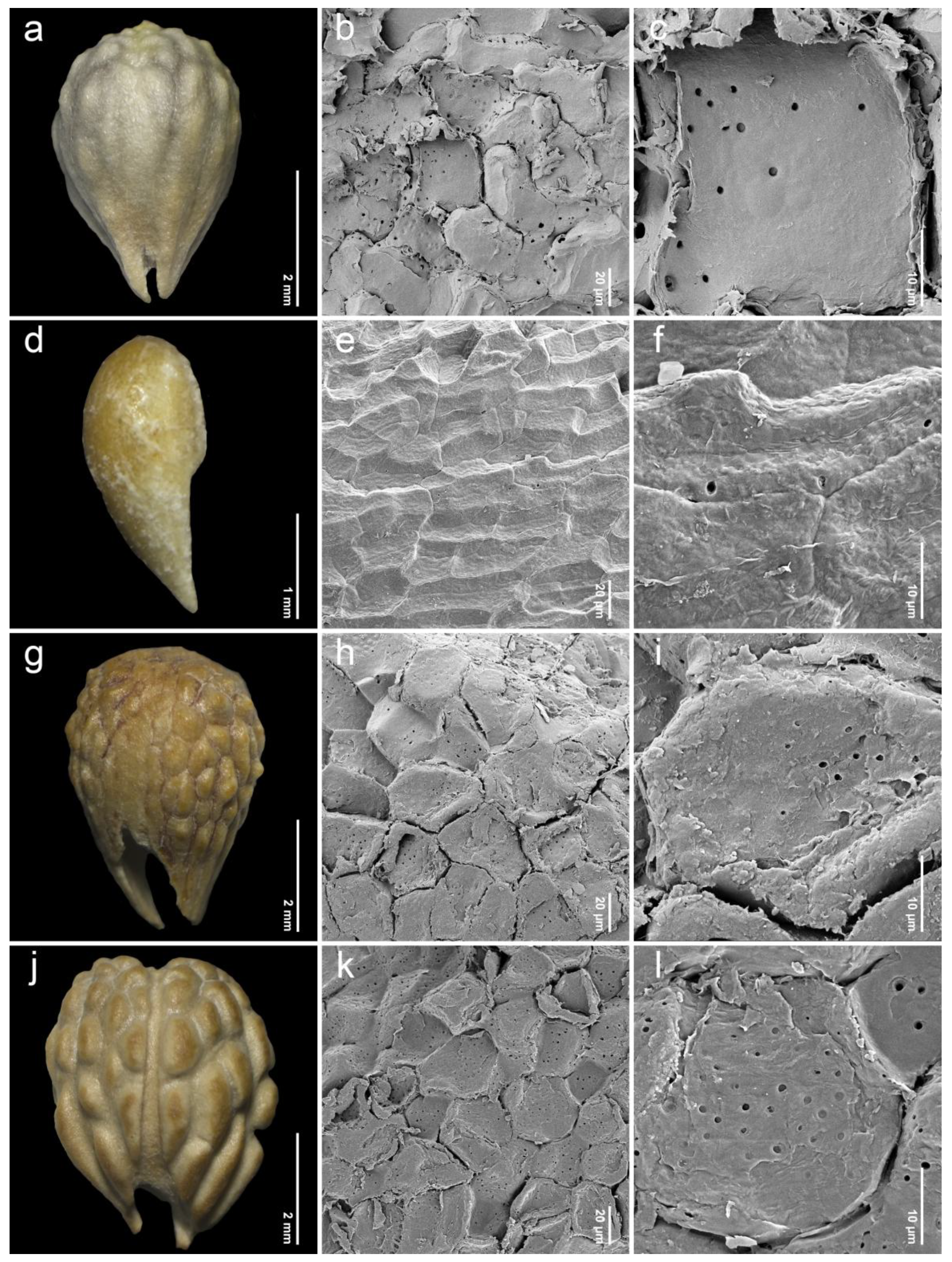 Plants 14 01706 g007