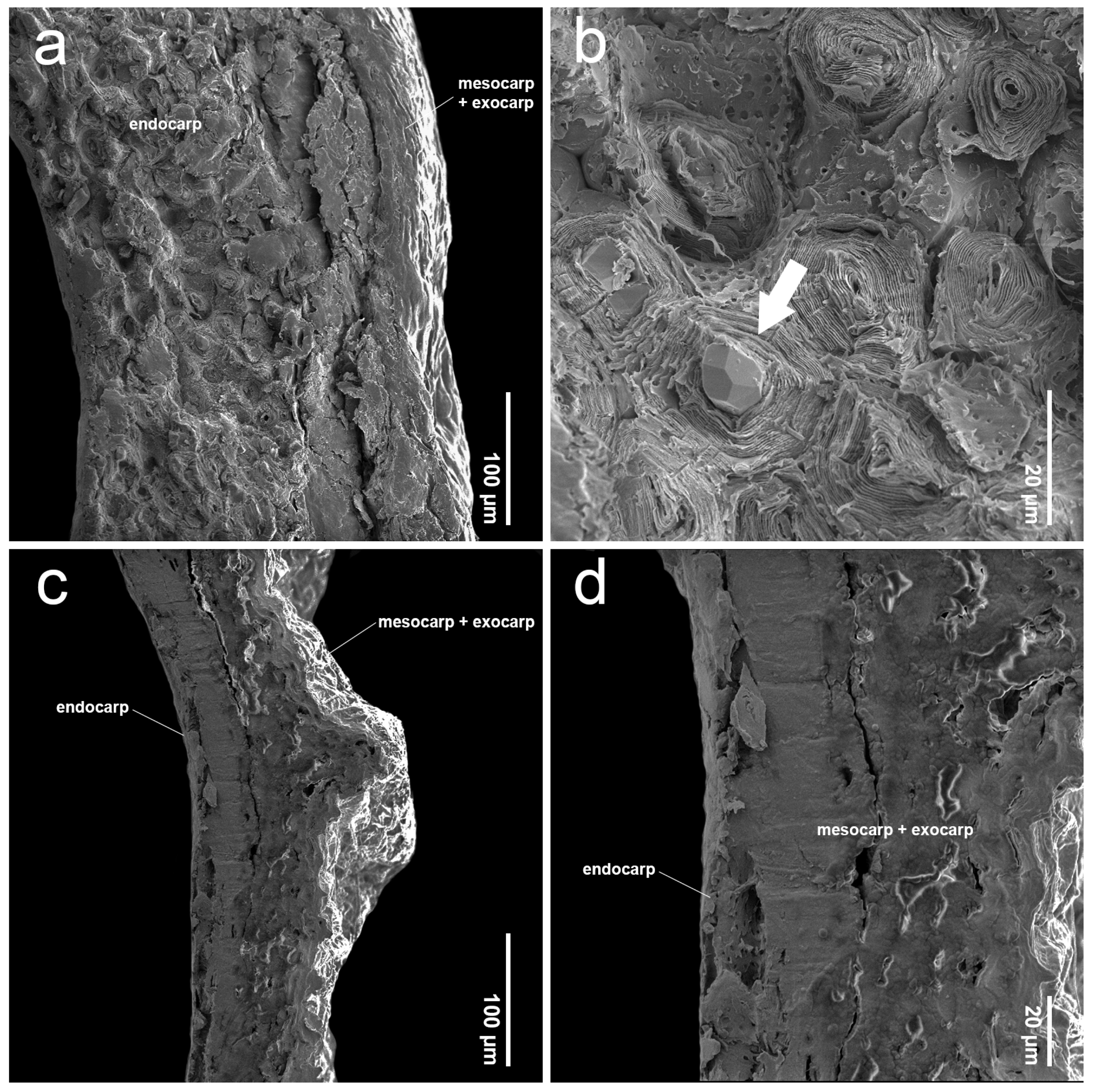 Plants 14 01706 g009
