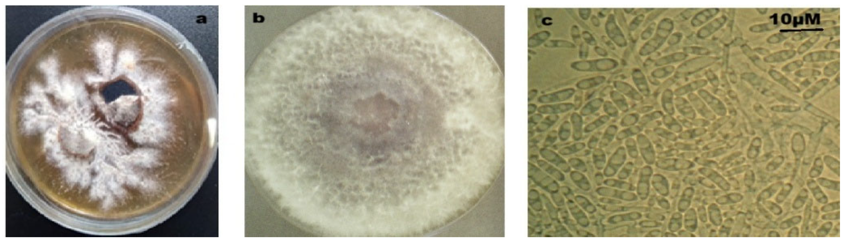 Plants 14 01721 g001