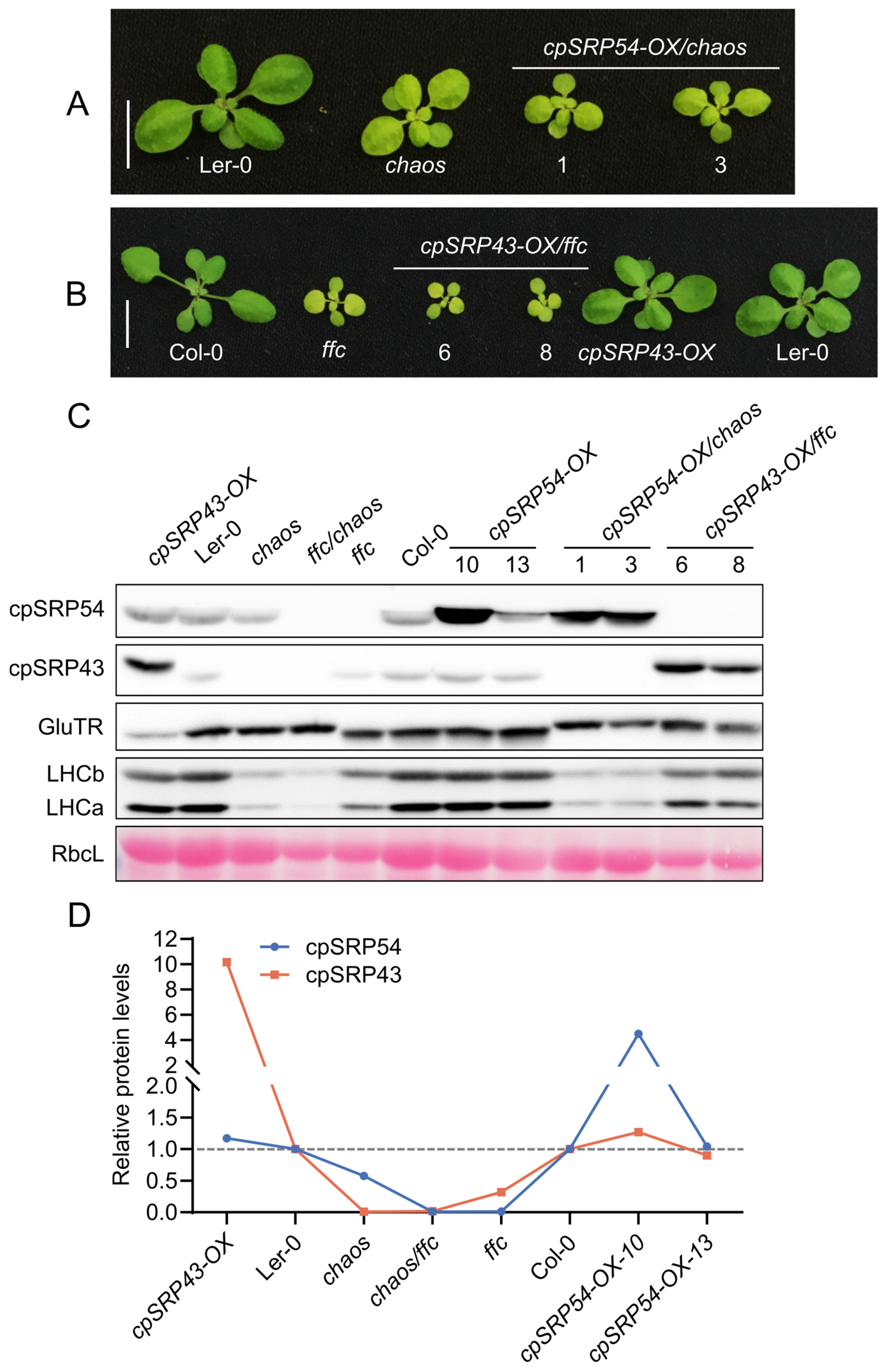 Plants 14 01745 g002