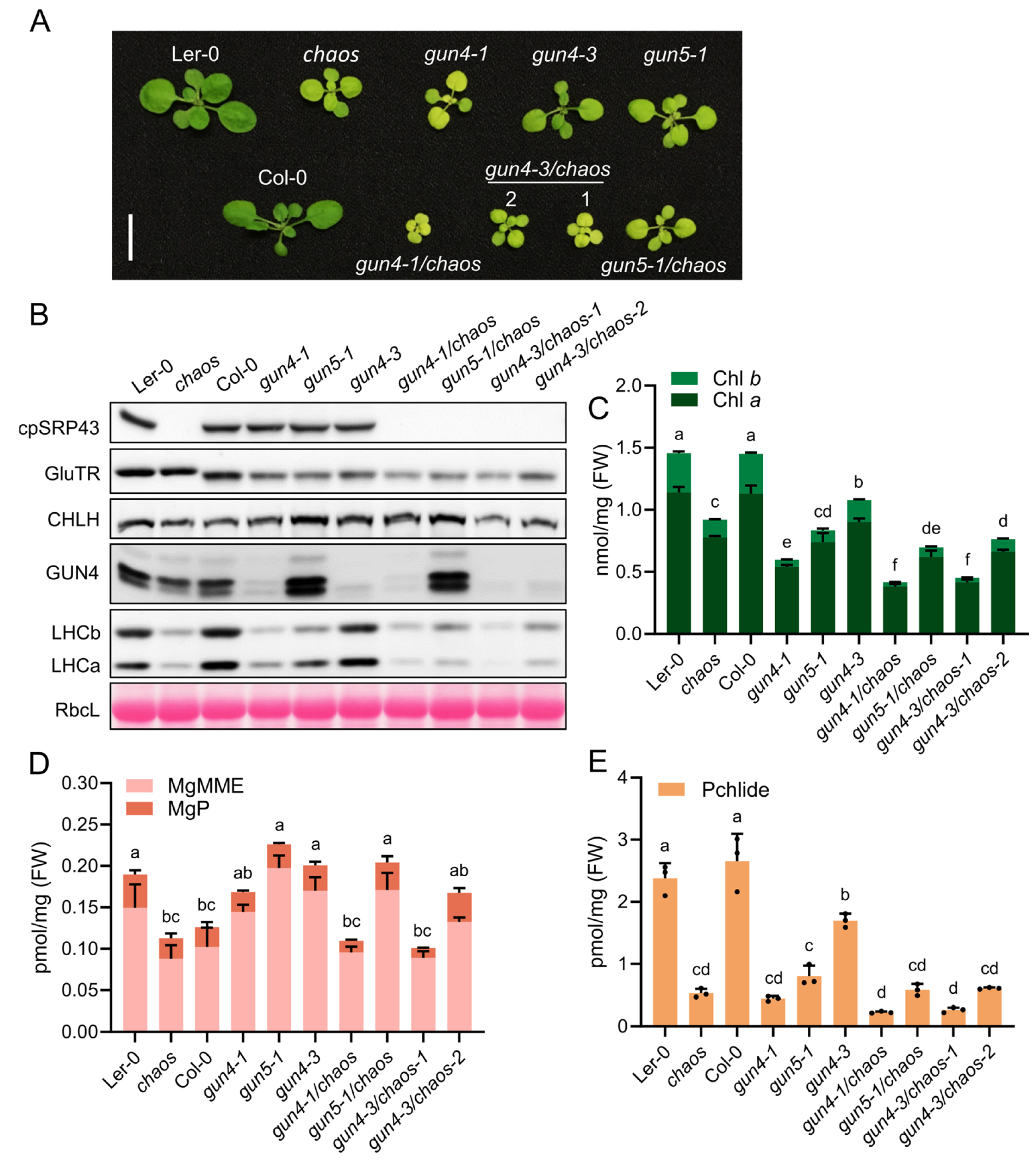 Plants 14 01745 g004