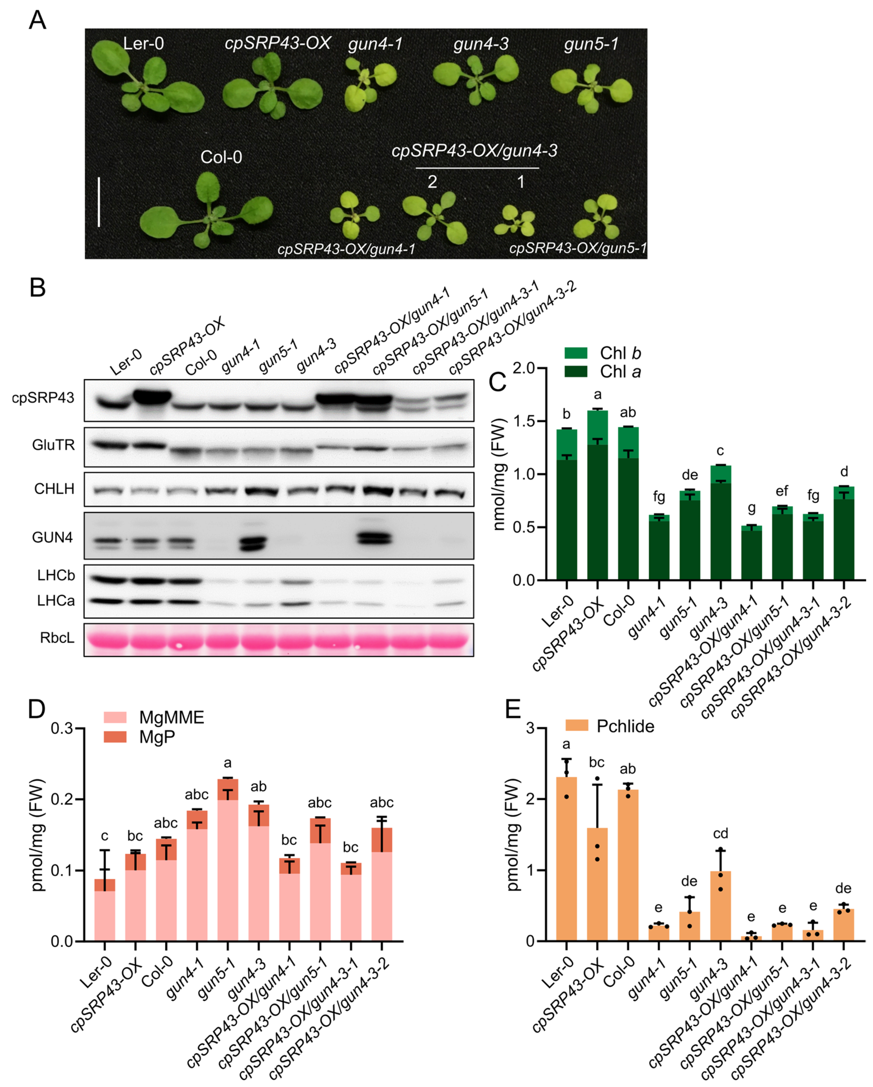 Plants 14 01745 g005