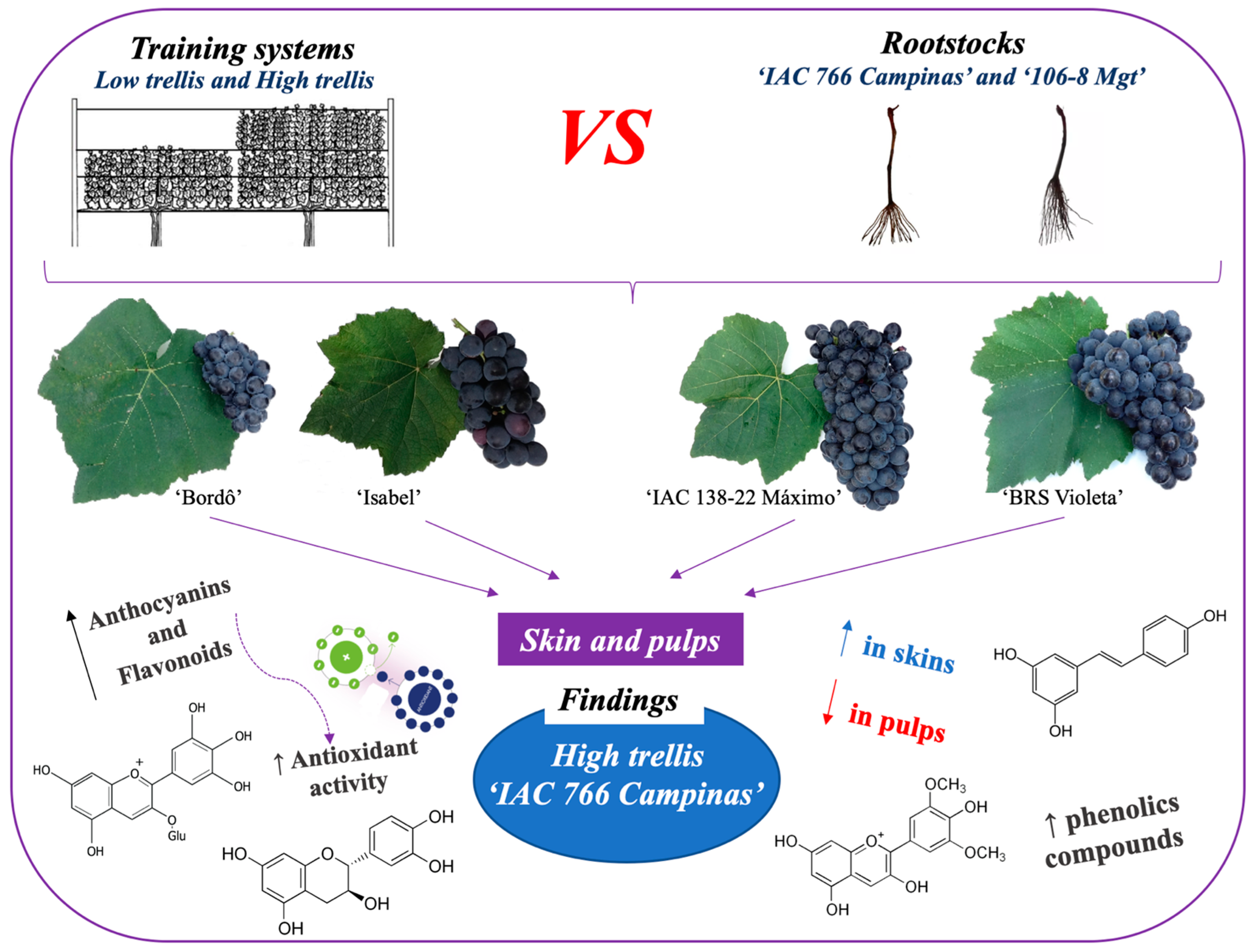 Plants 14 01766 g003