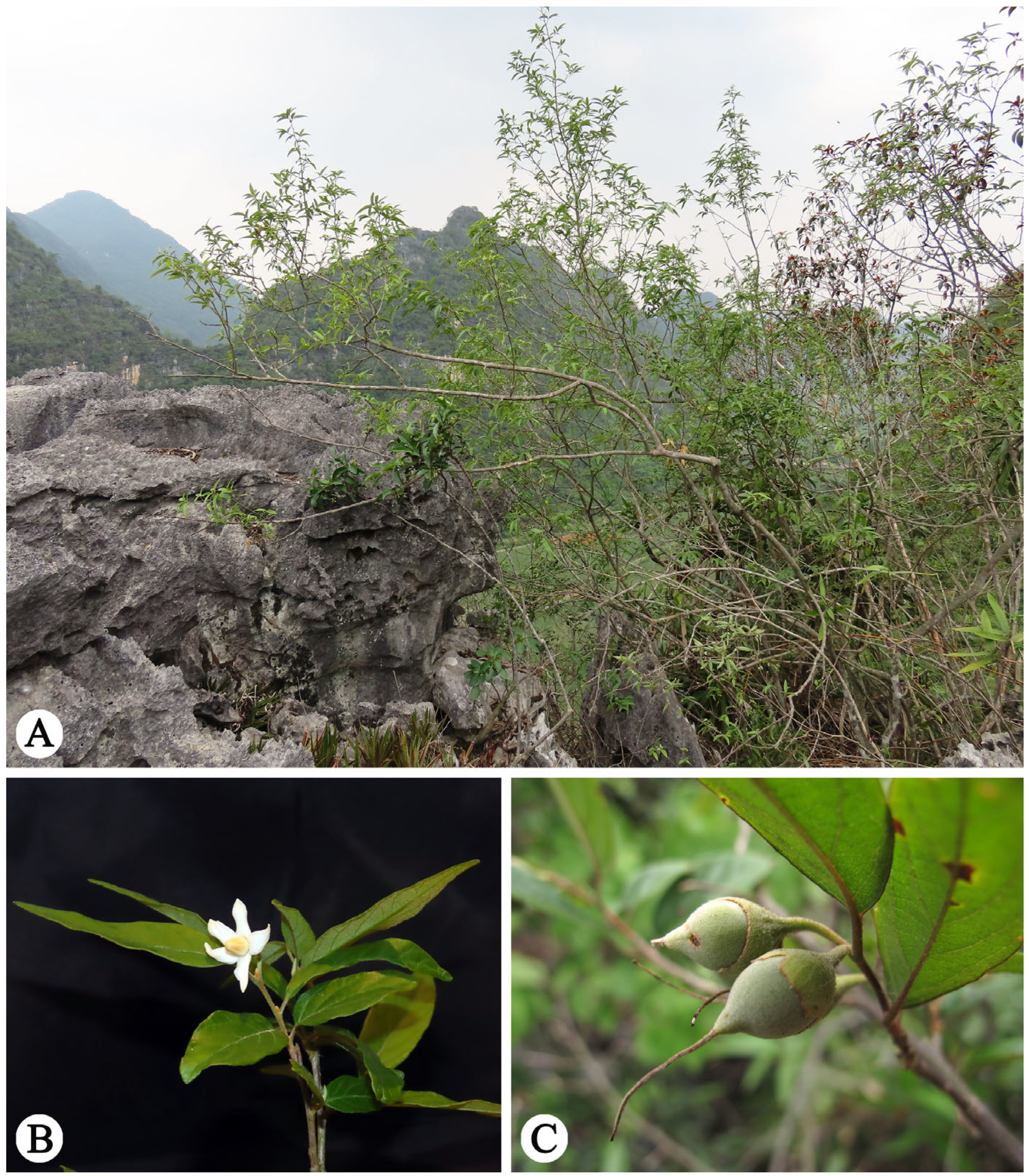 Plants 14 01789 g001