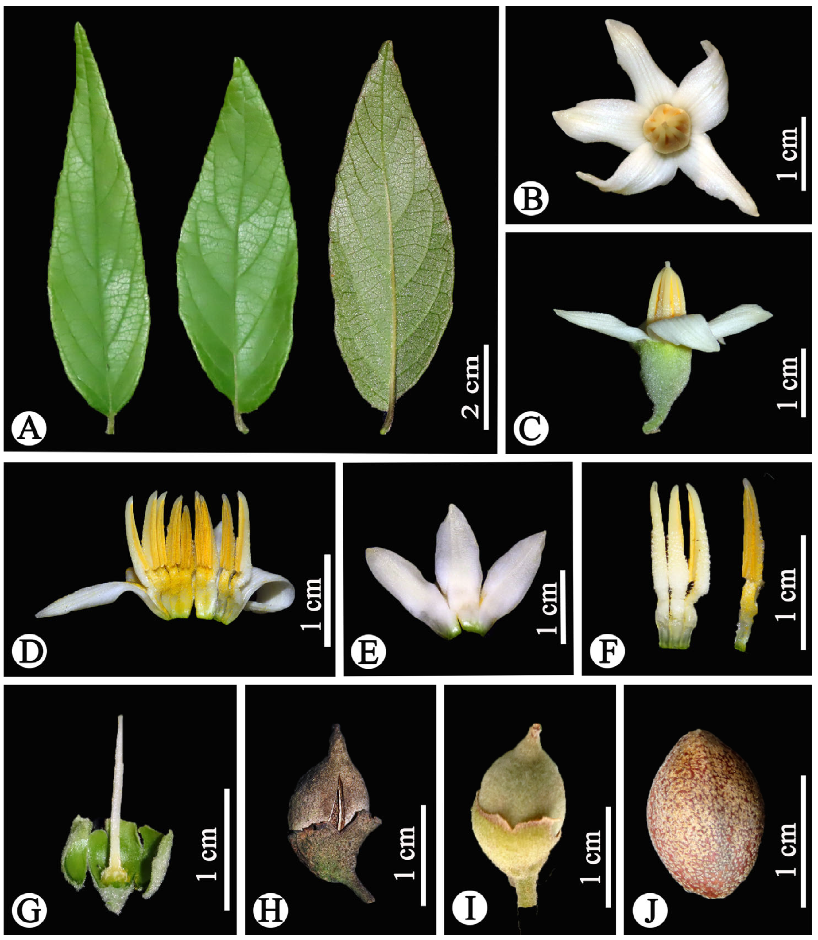 Plants 14 01789 g003