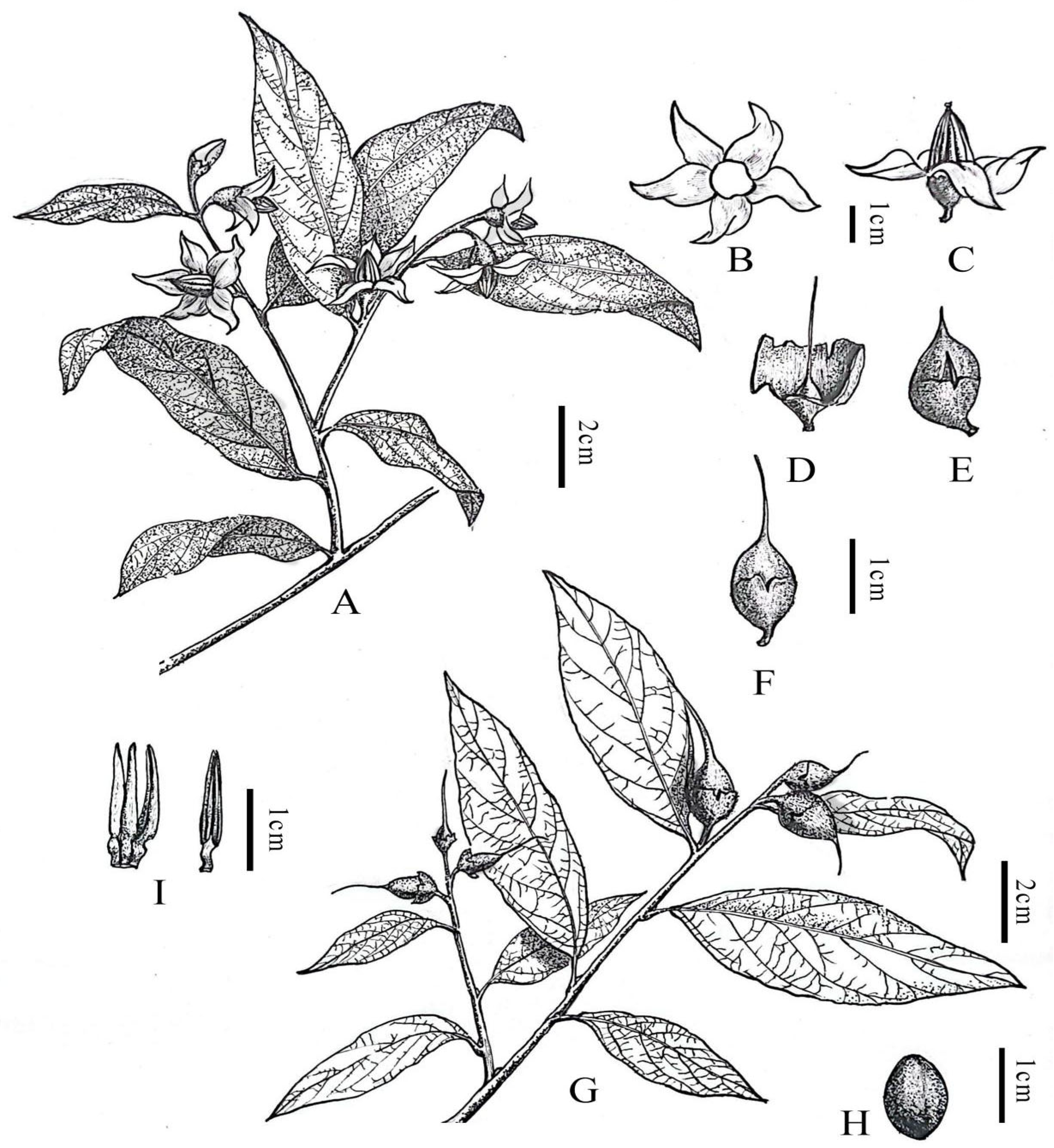 Plants 14 01789 g004