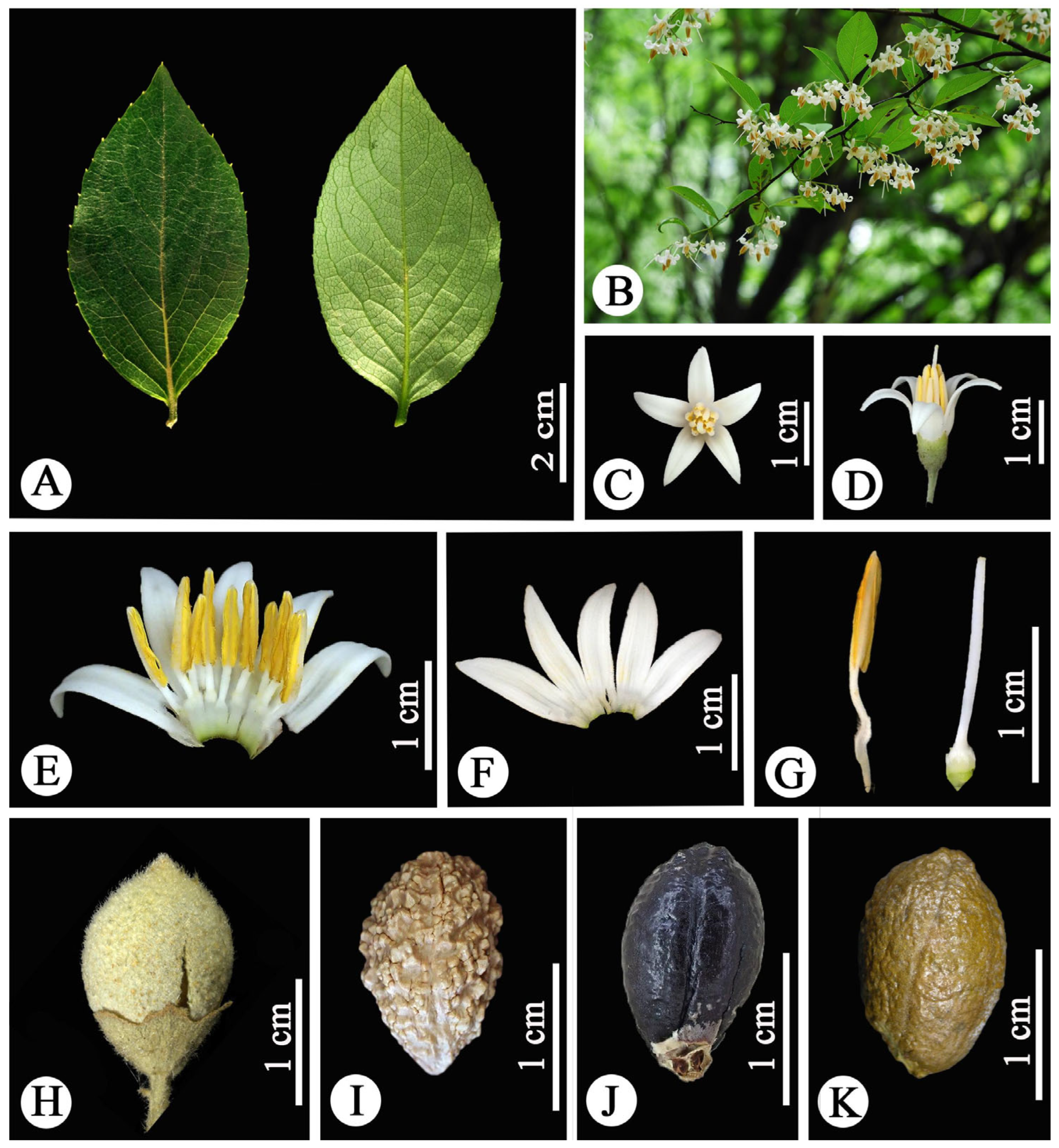 Plants 14 01789 g005