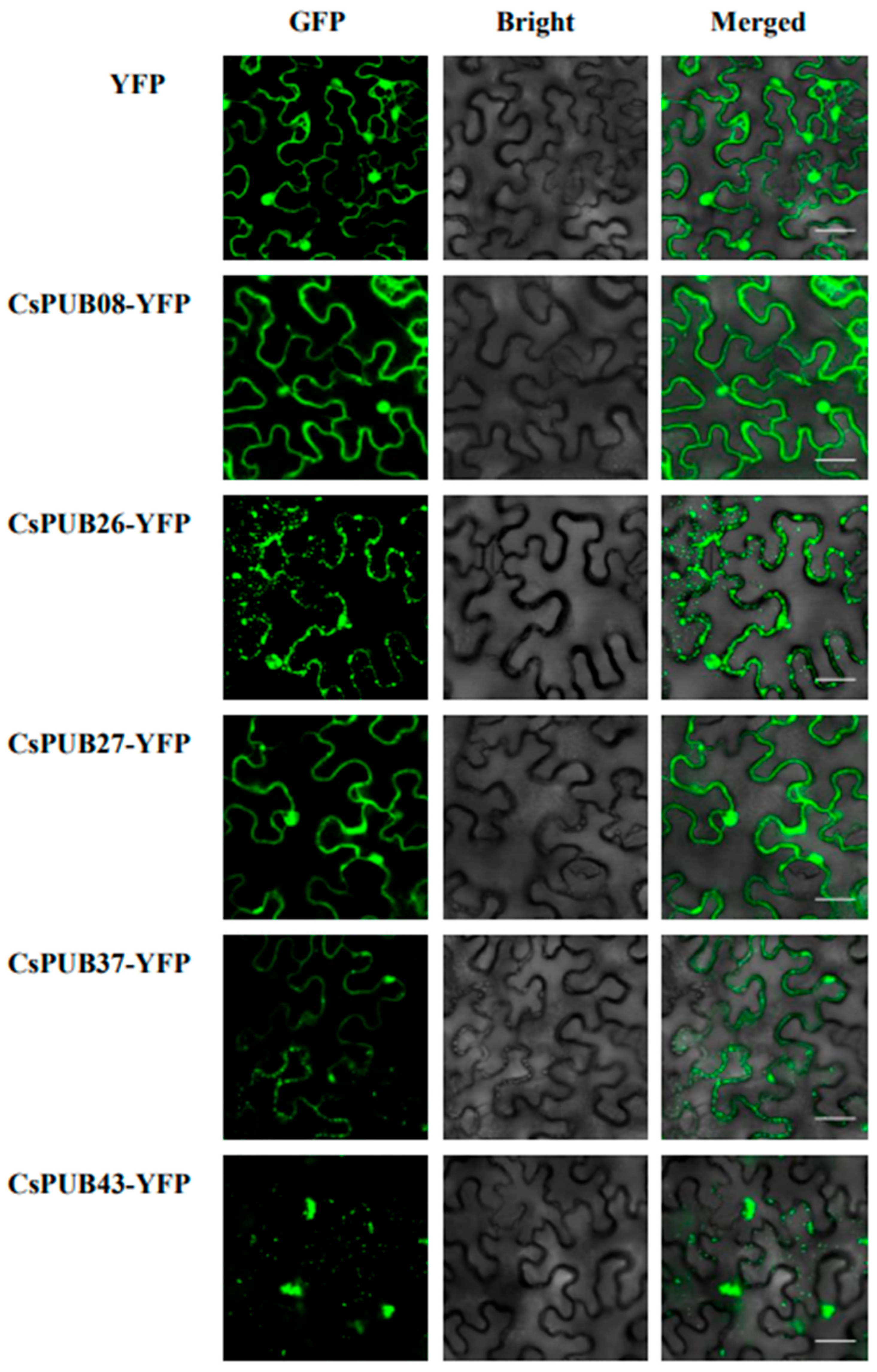 Plants 14 01801 g010