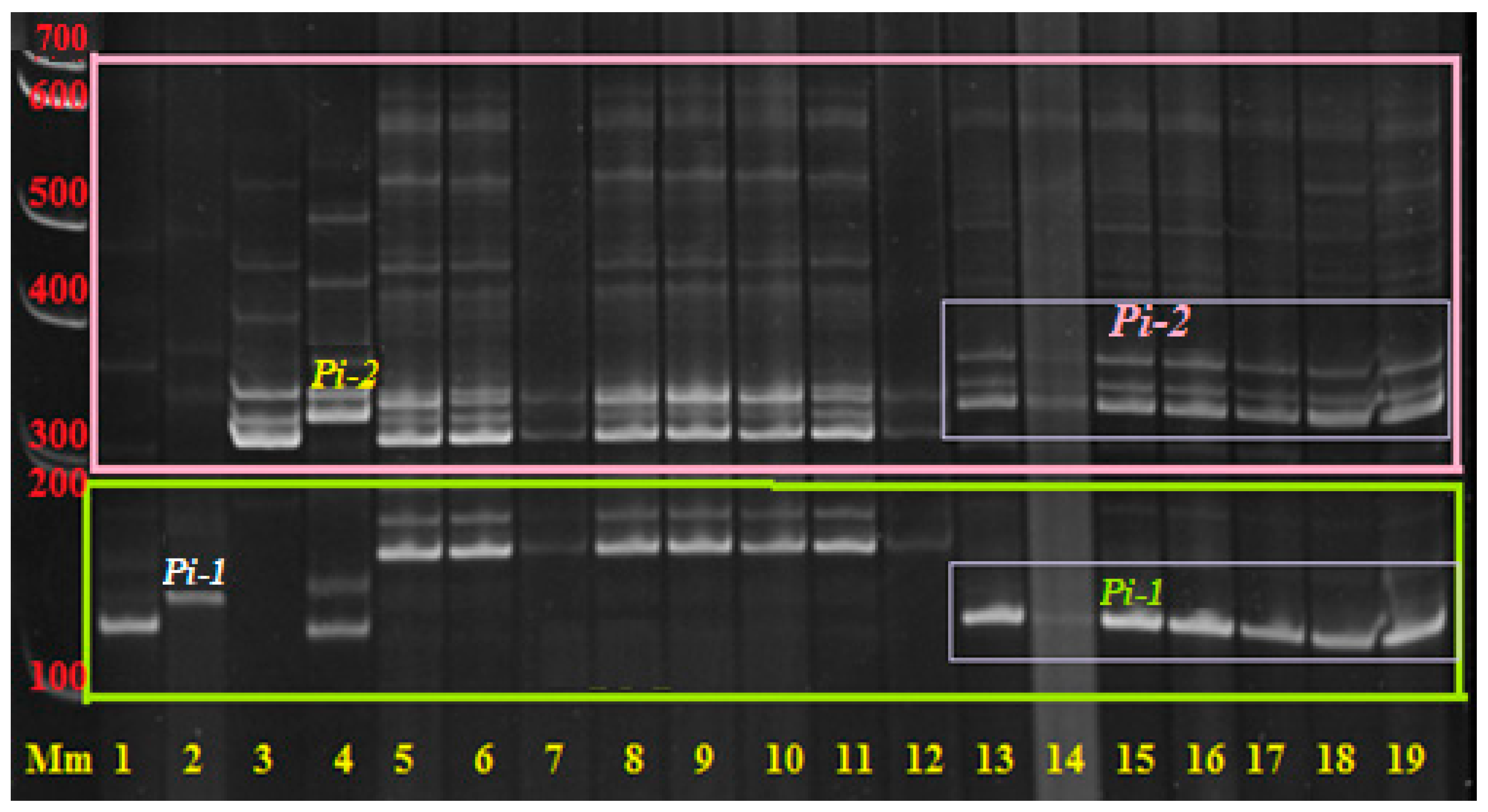 Plants 14 01815 g002
