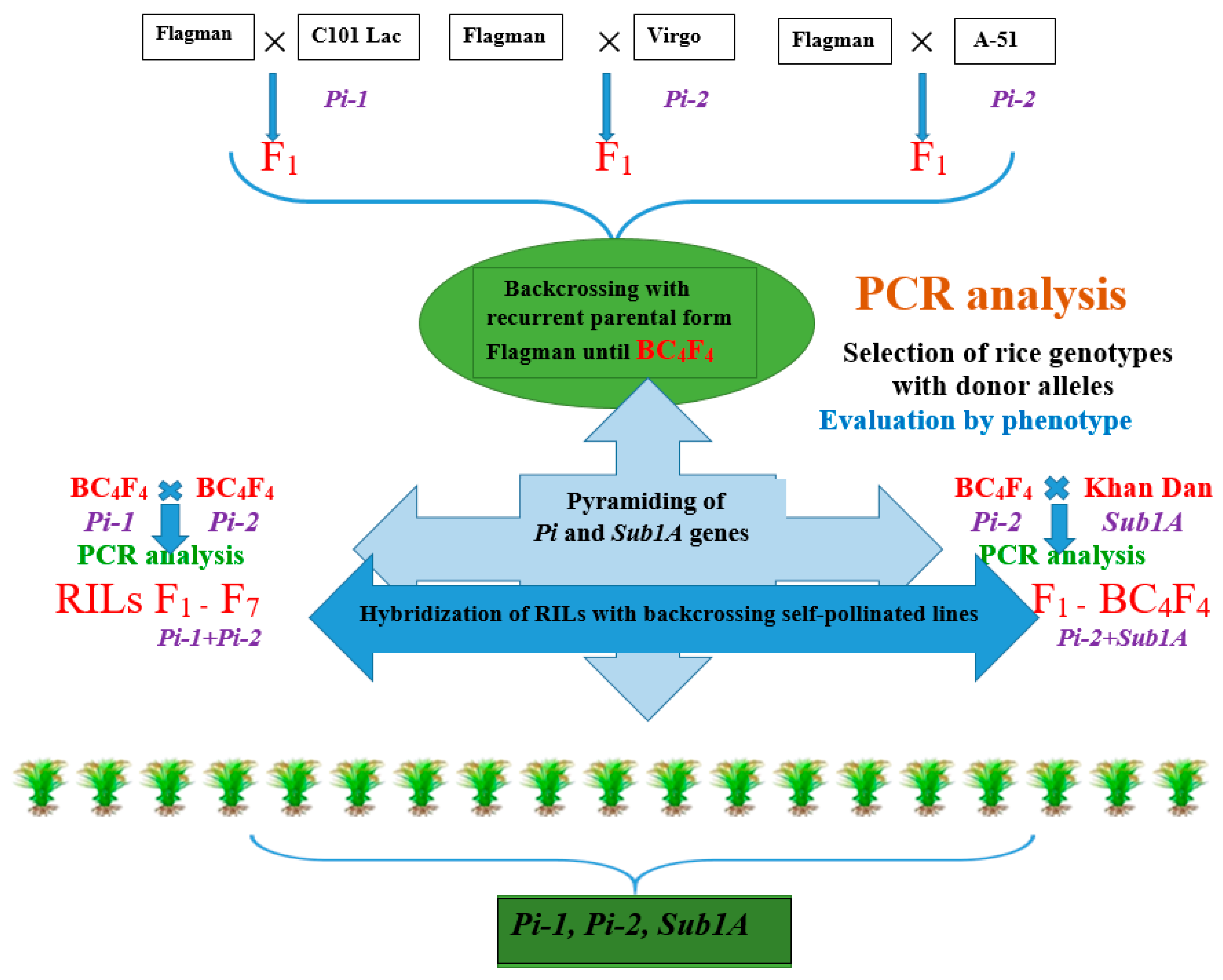 Plants 14 01815 g006