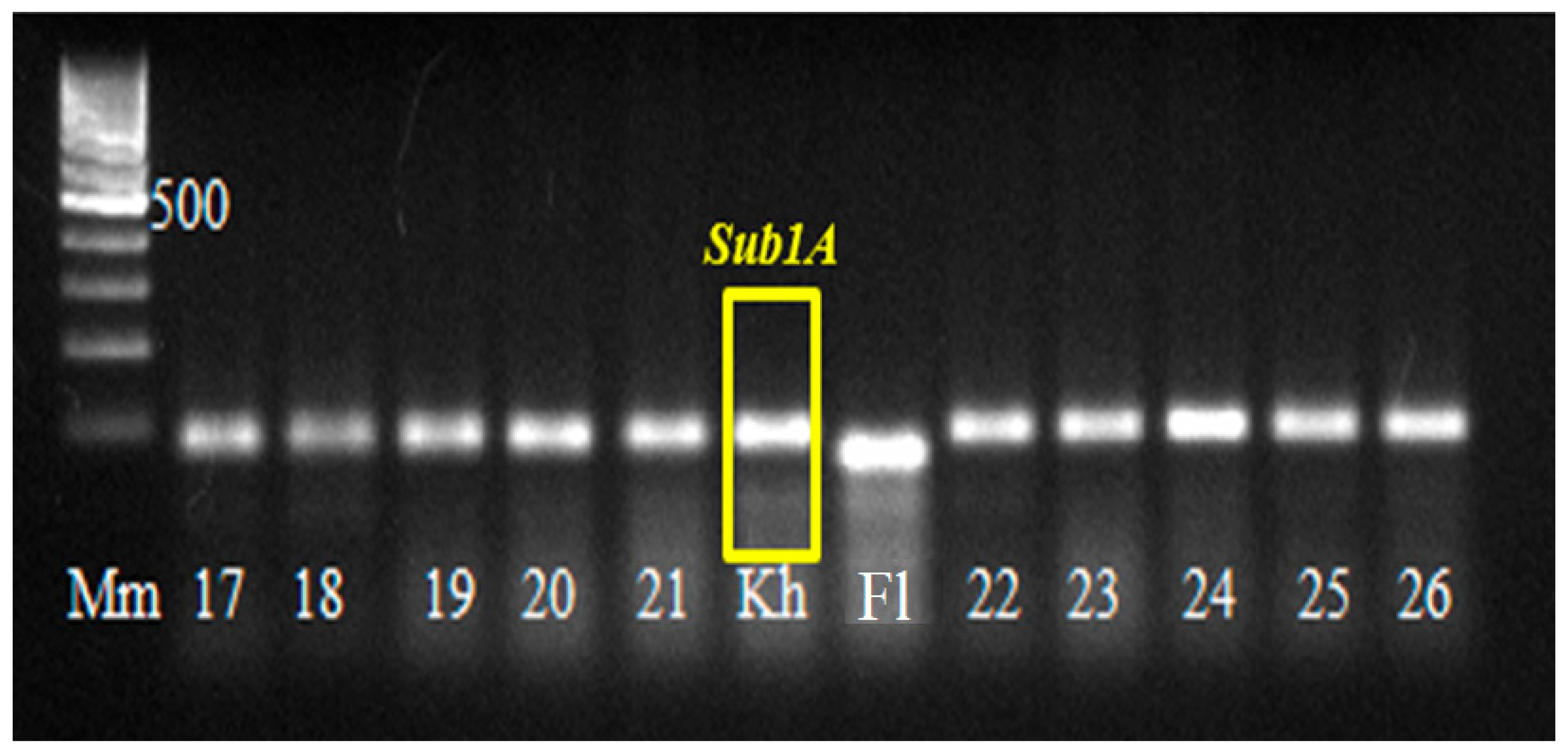 Plants 14 01815 g007