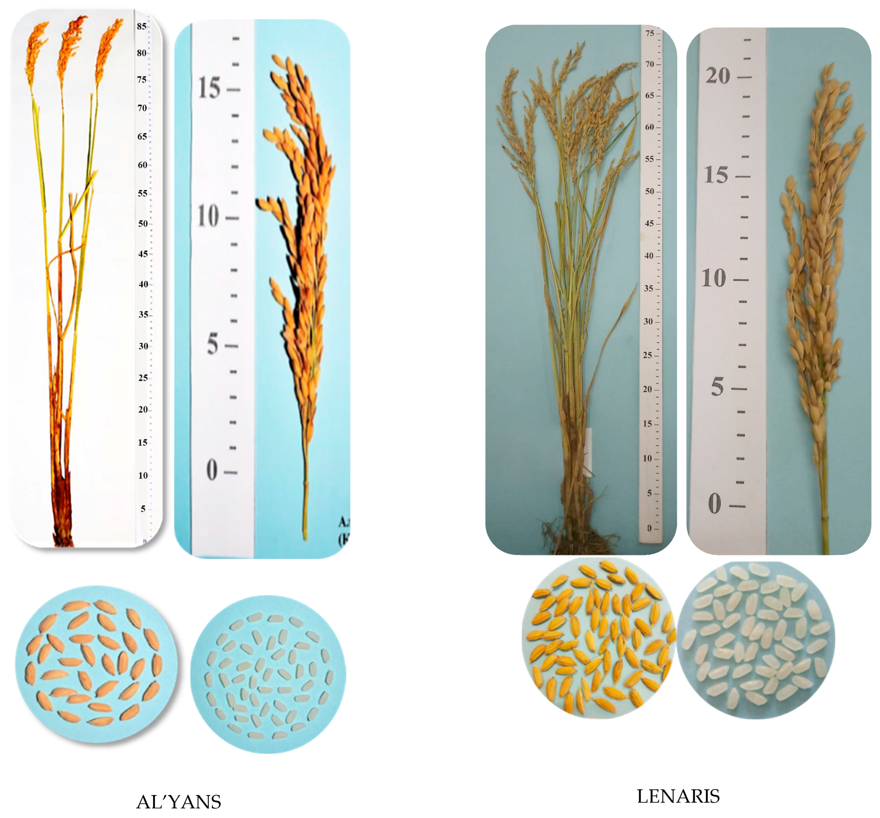 Plants 14 01815 g009