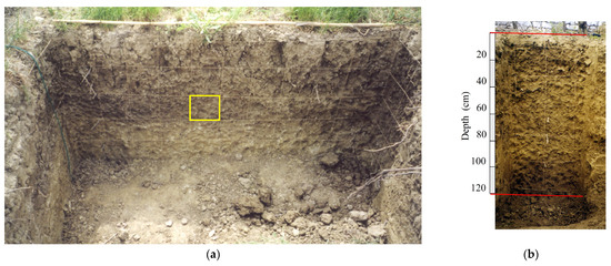 Plants 14 01823 g004