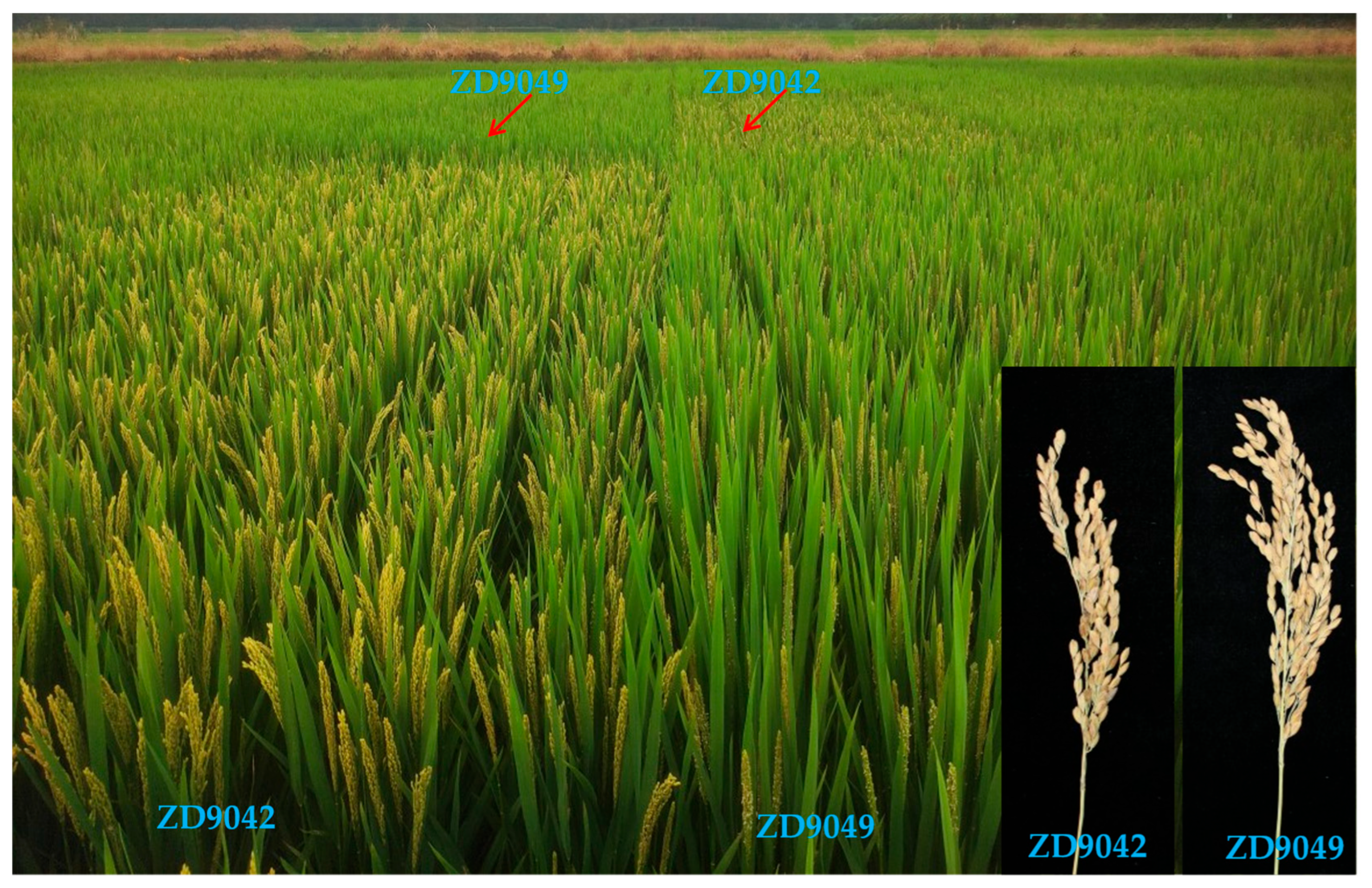 Plants 14 01836 g007