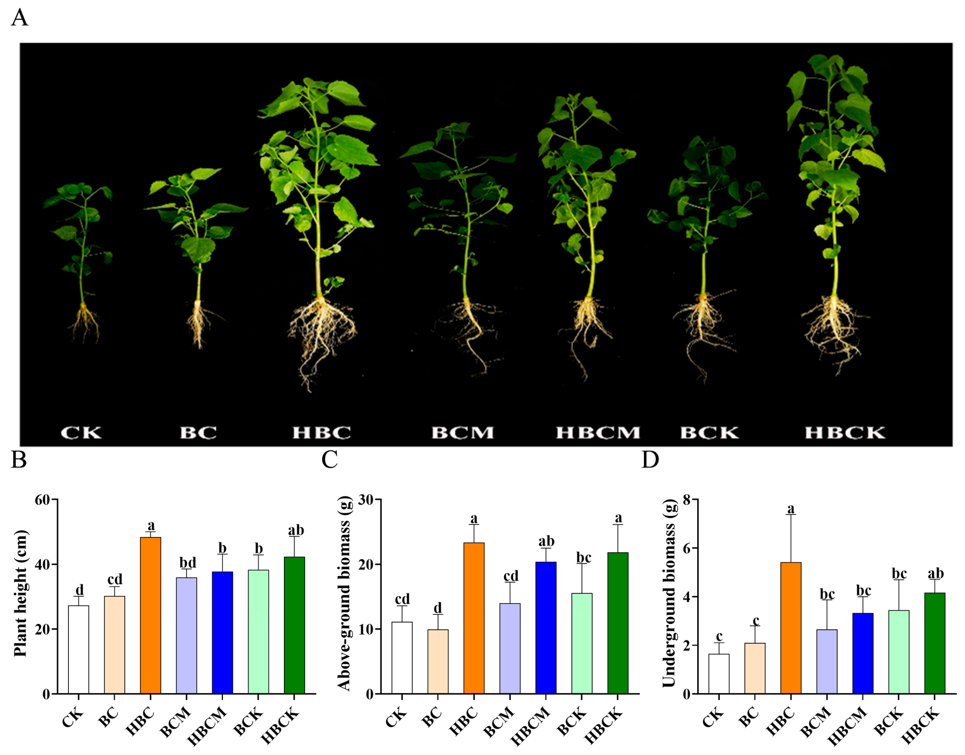 Plants 14 01849 g001