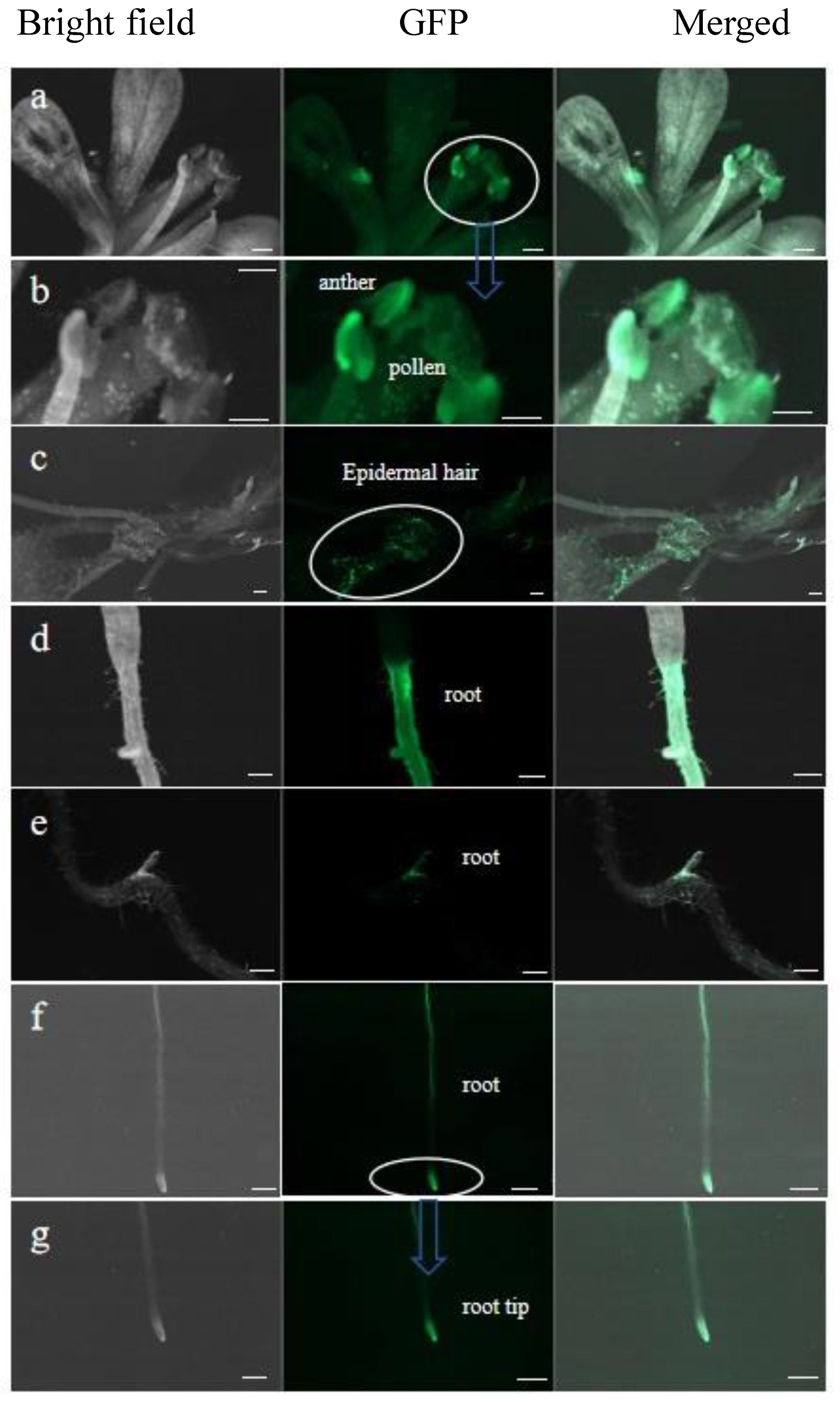 Plants 14 01857 g005