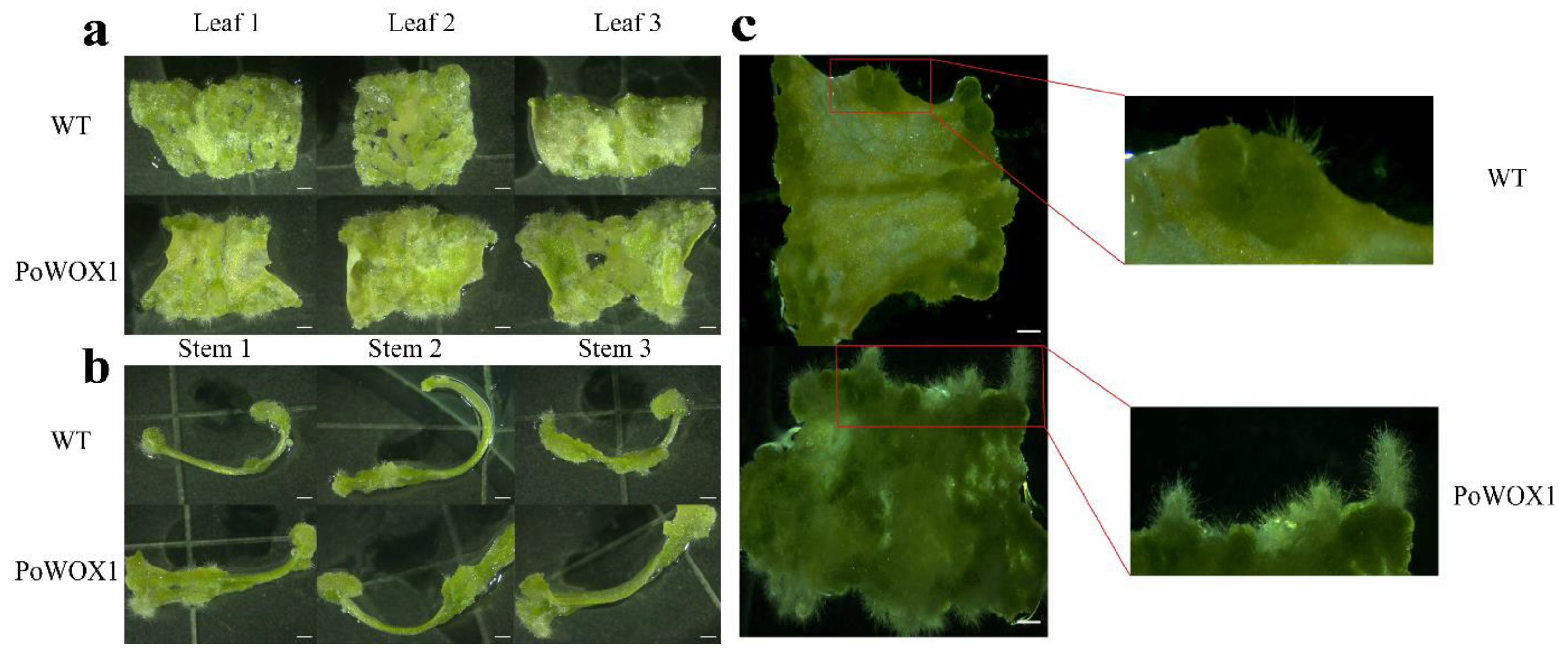 Plants 14 01857 g007