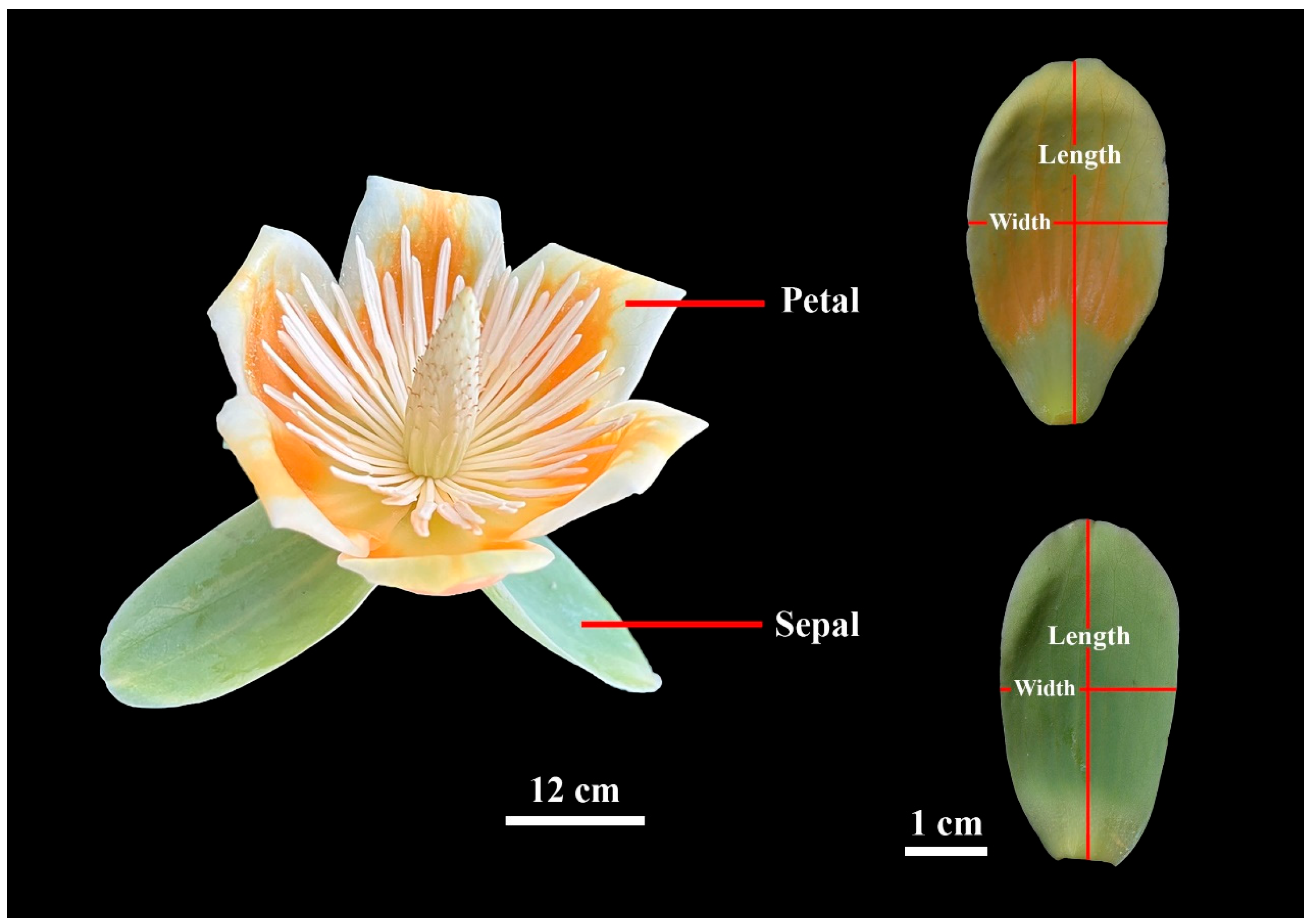 Plants 14 01861 g001